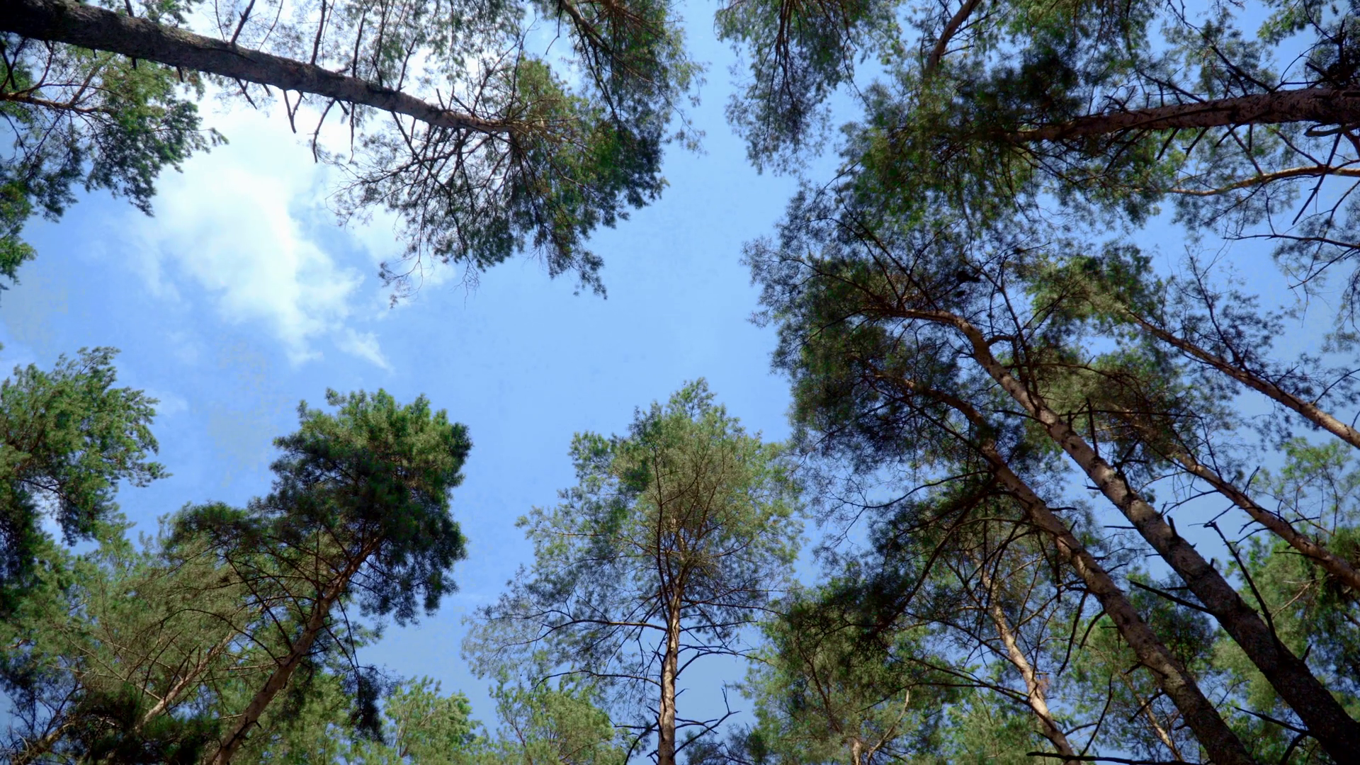 View of pines from bottom up. Crowns of pine trees against blue