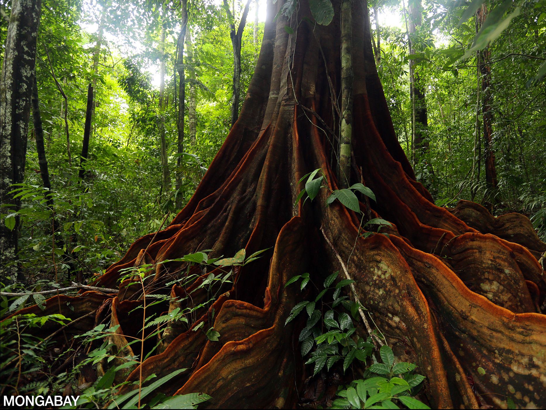 The ground layer of the rainforest