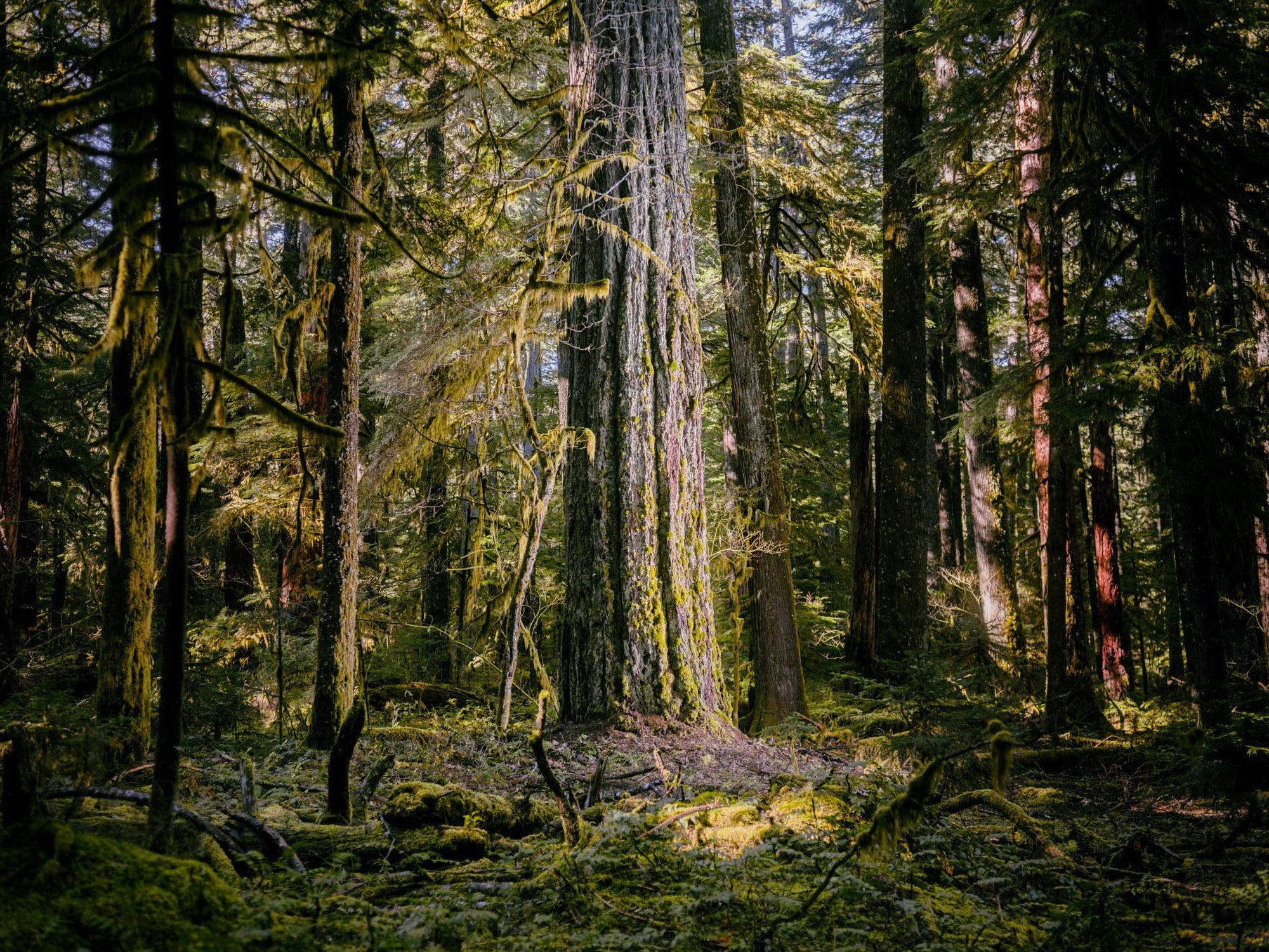 MT Rainier Douglas fir Forest