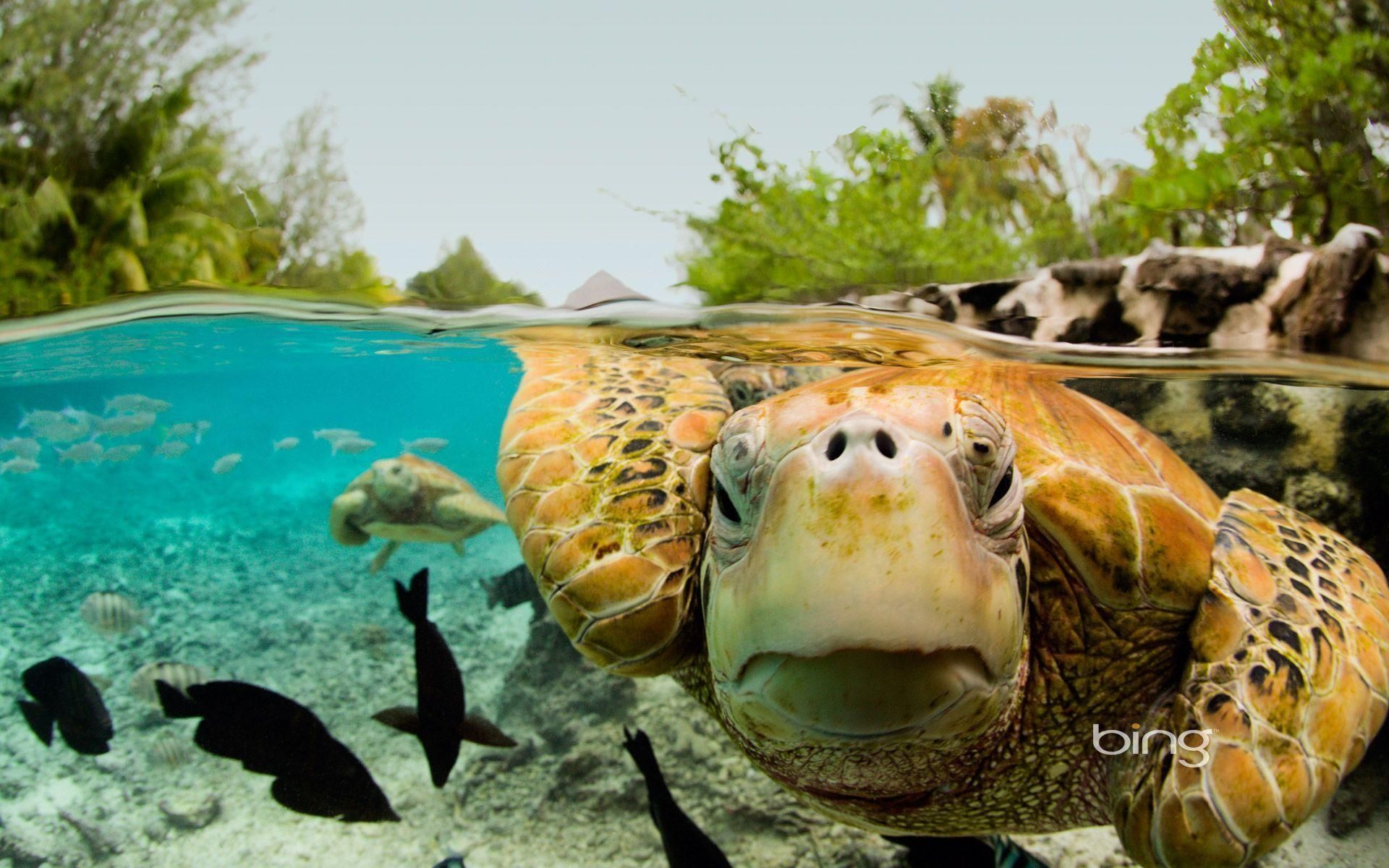 Bing Baby Turtle wallpaper (58 Wallpaper)