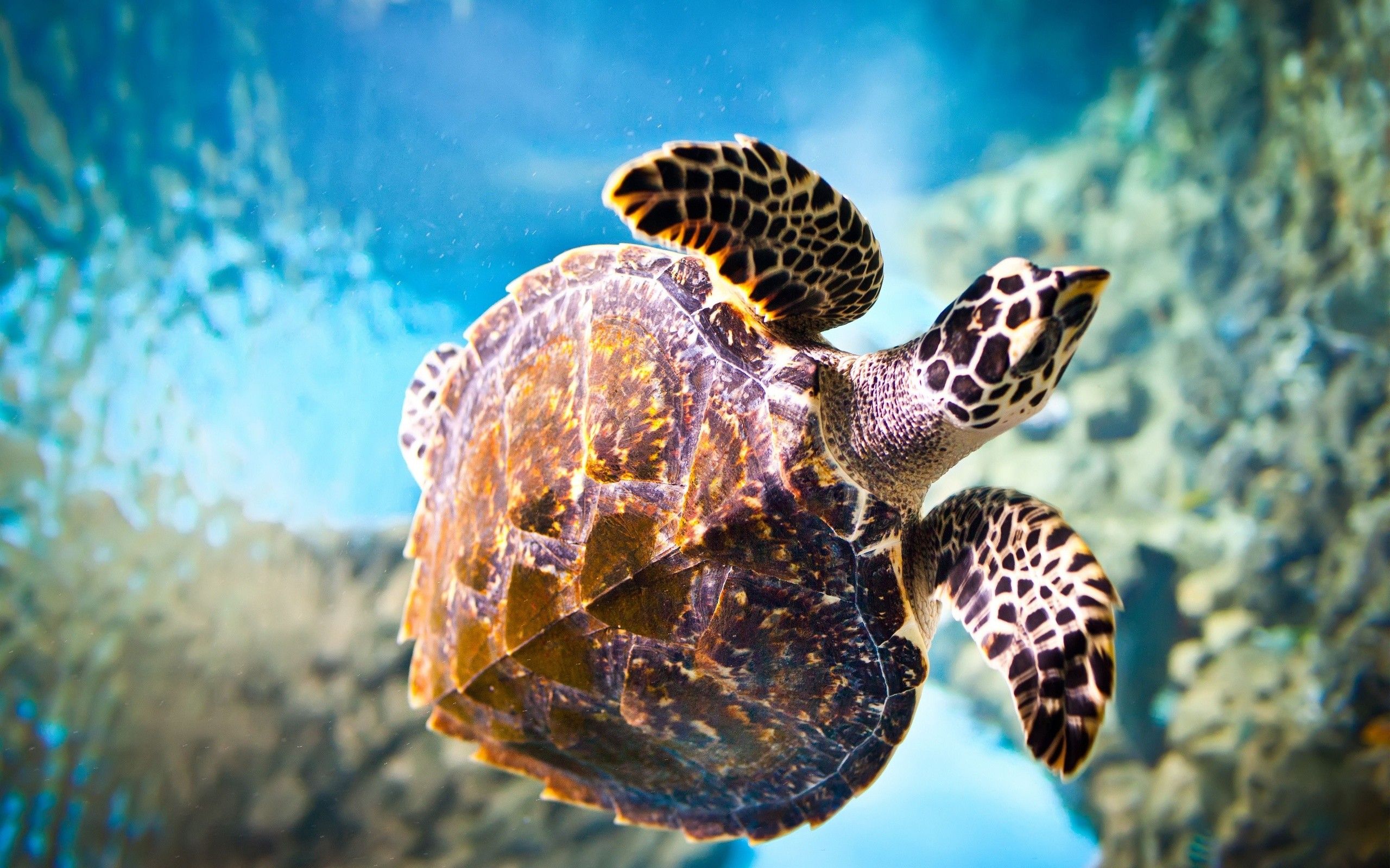 Baby Turtle Wallpaper