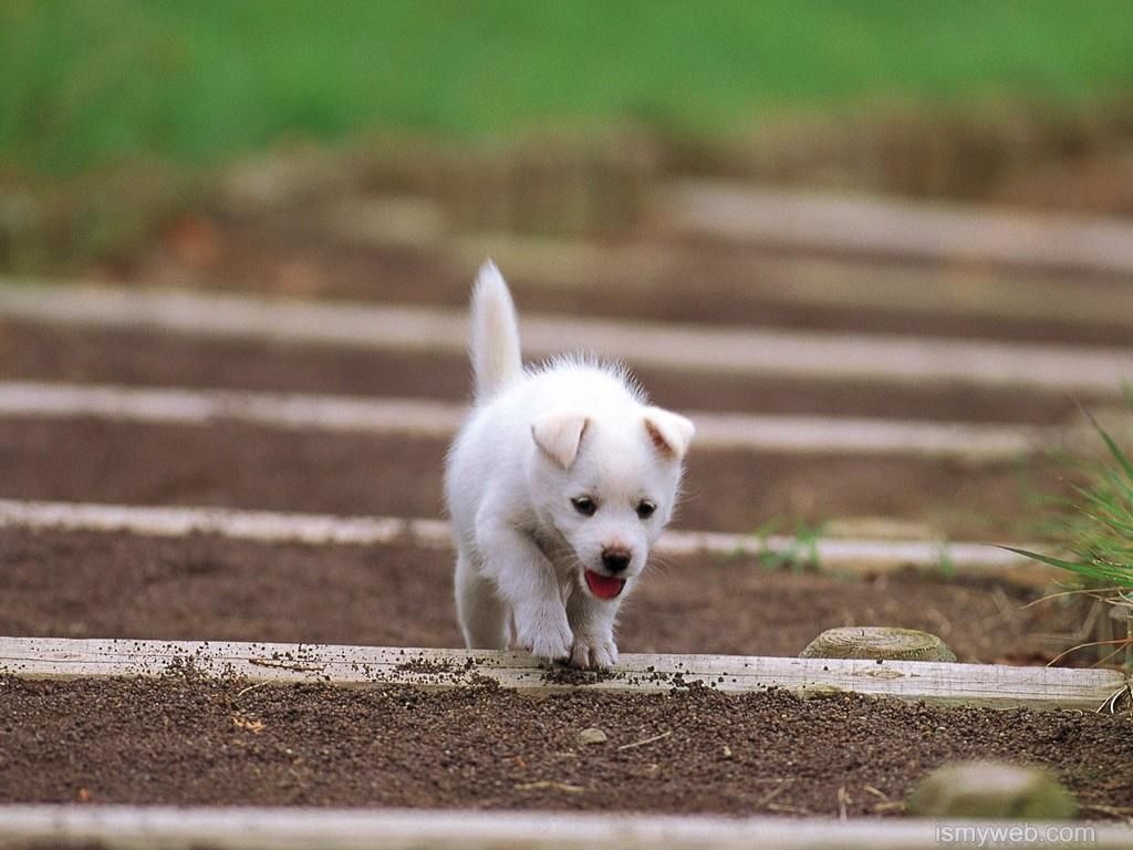 Cute dogs HD Wallpaper Download 12. Cute white puppies, Dog