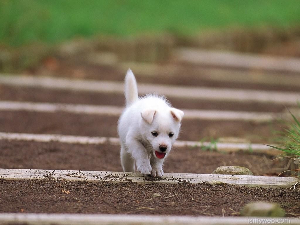 Cute Dog HD Wallpapers - Wallpaper Cave