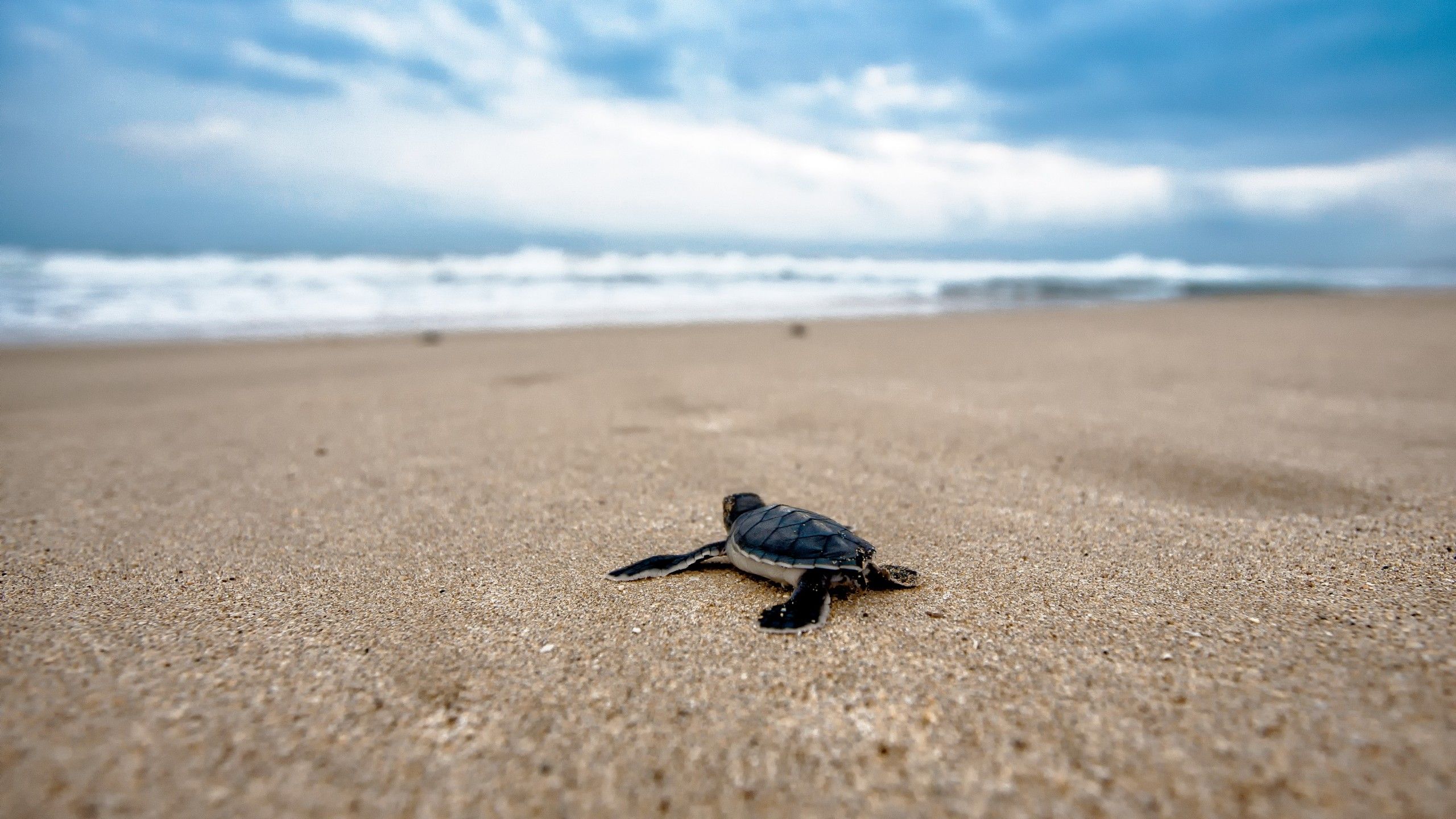Wallpaper turtle, beach, 4k, Animals