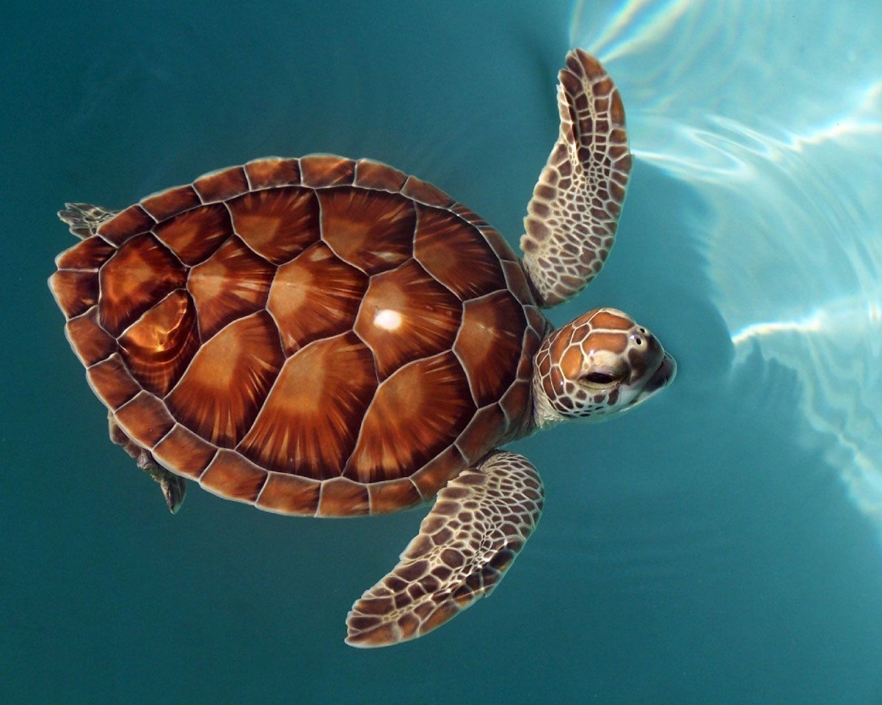 Animal Turtle HD Wallpapers - Wallpaper Cave