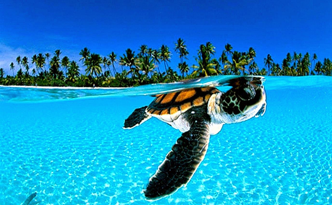 Animal Turtle Wallpaper HD Desktop. Background Wallpaper Gallery
