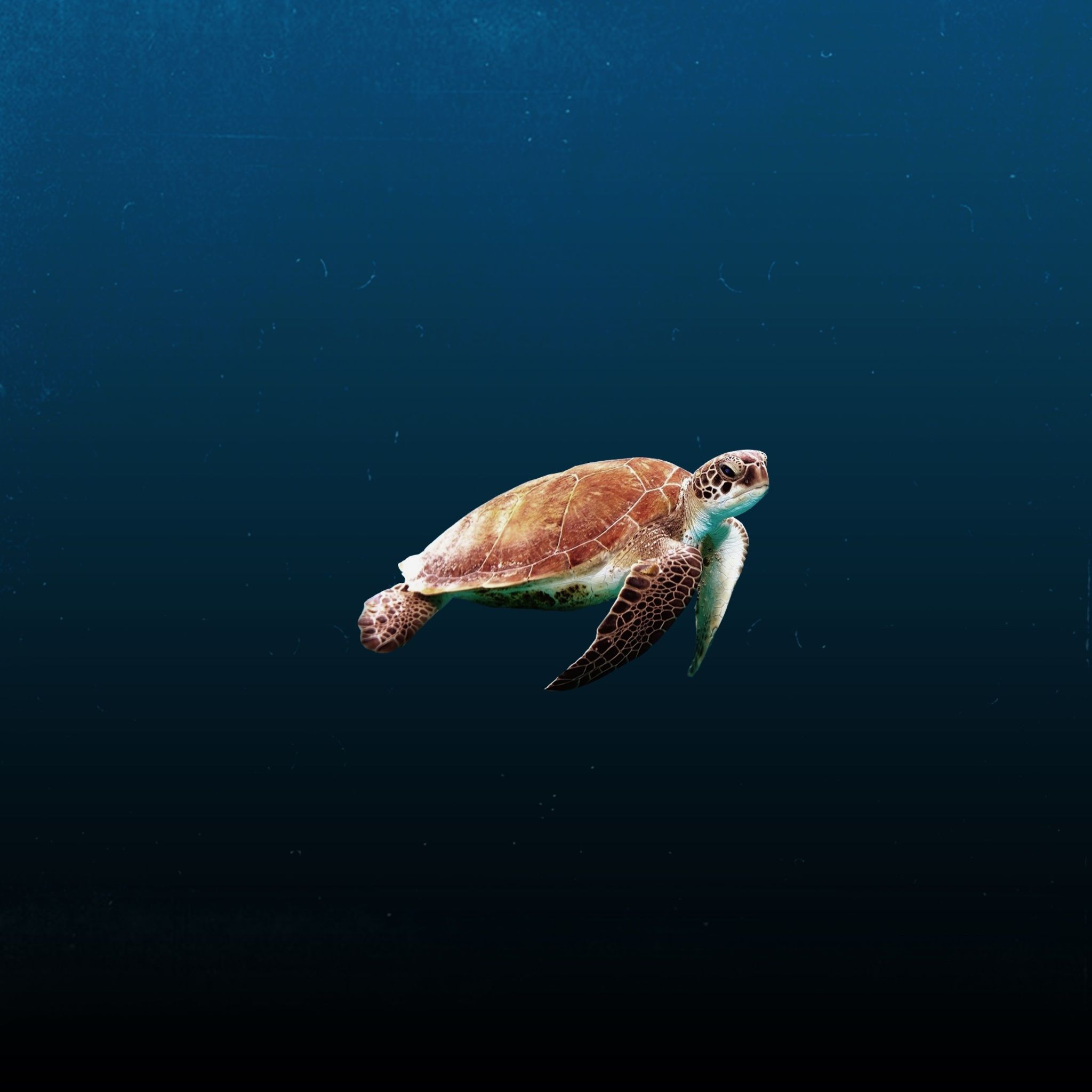 Sea Turtle iPad Air HD 4k Wallpaper, Image