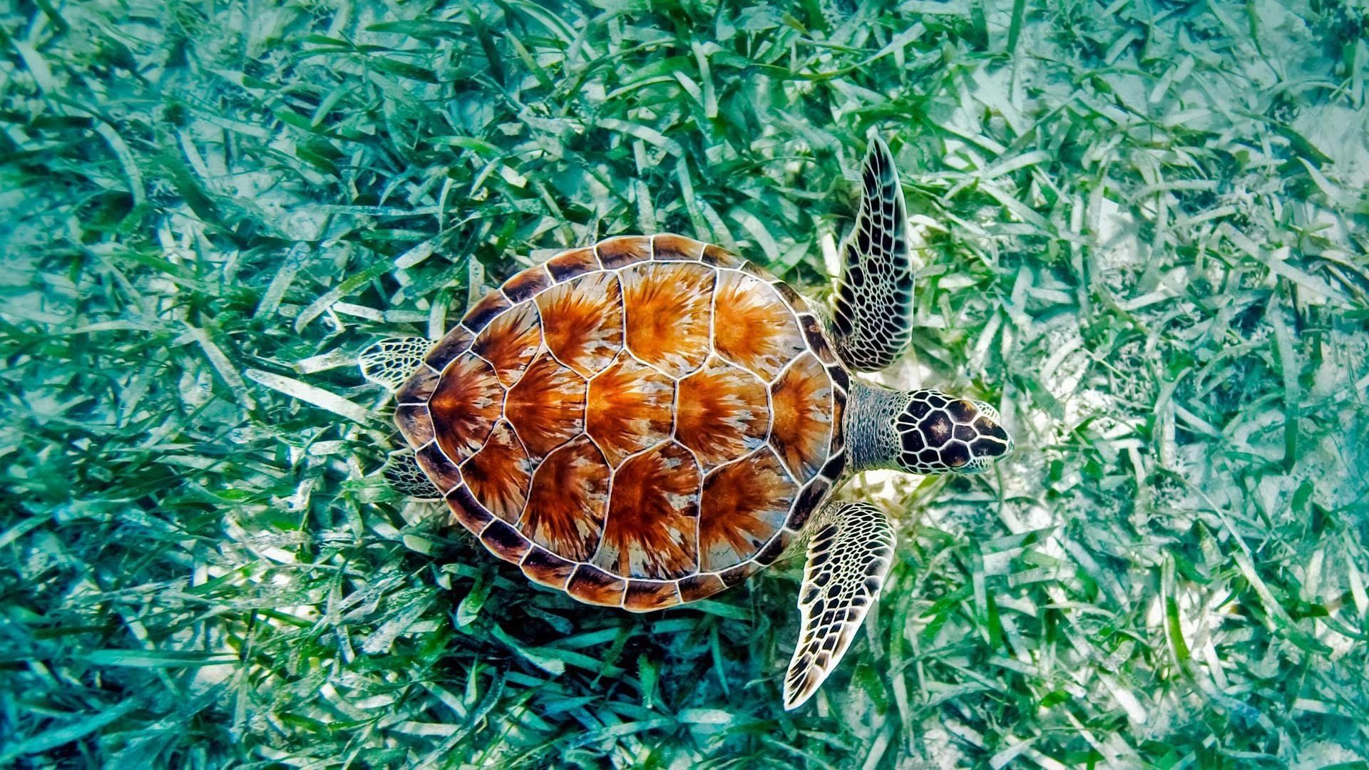 Turtle HD Wallpaper and Background Image