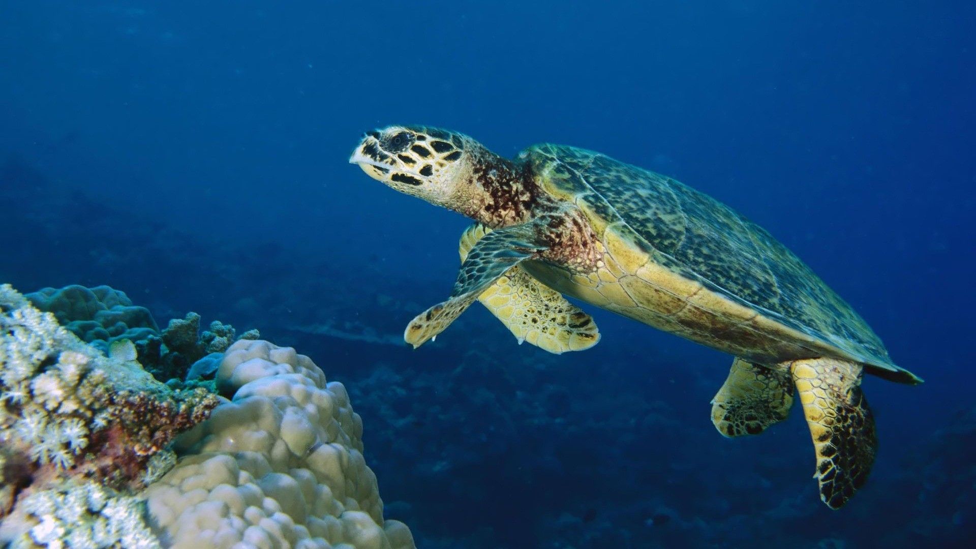 Sea Turtle Wallpaper