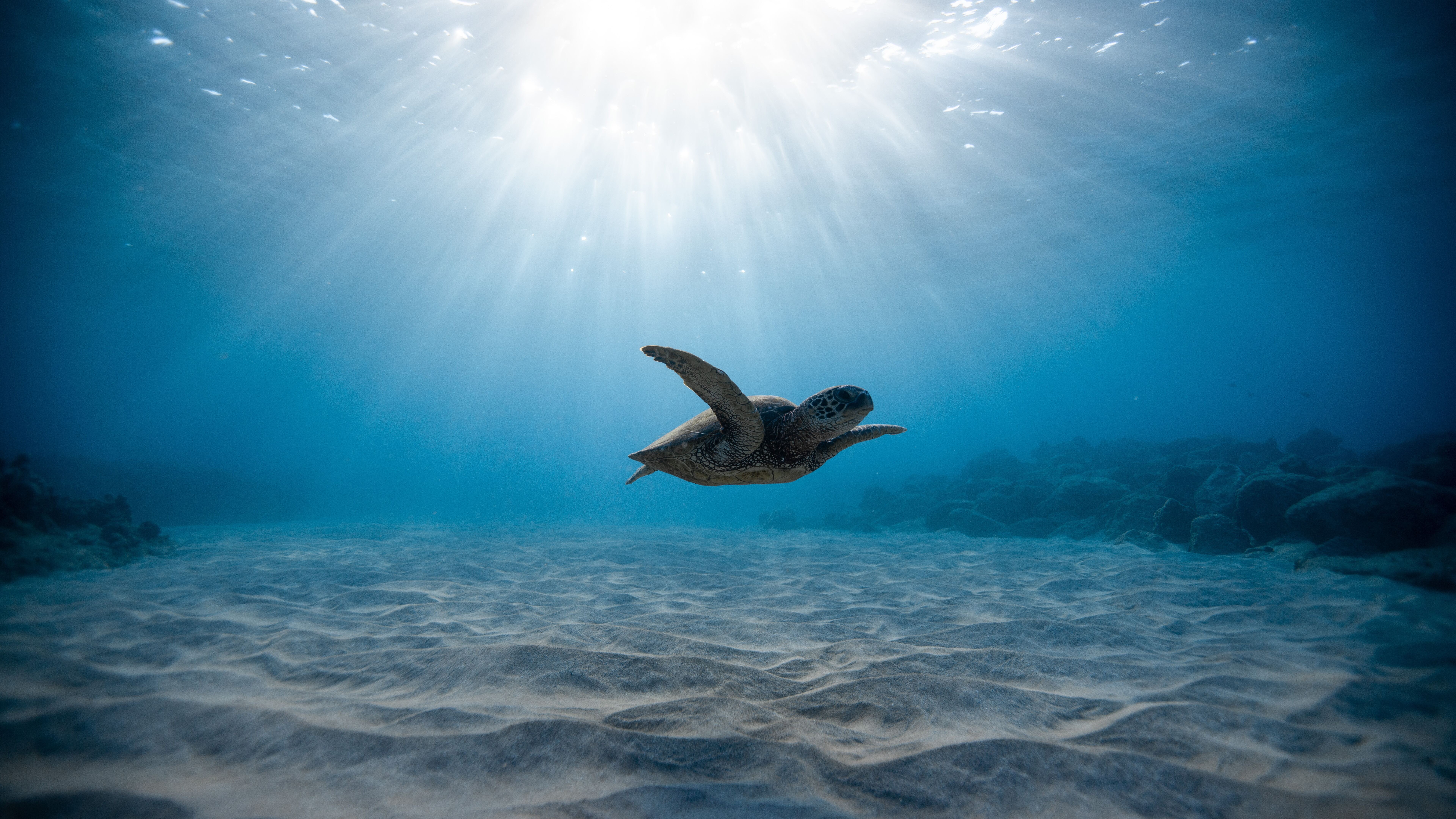 Turtle 8k 8k HD 4k Wallpaper, Image, Background