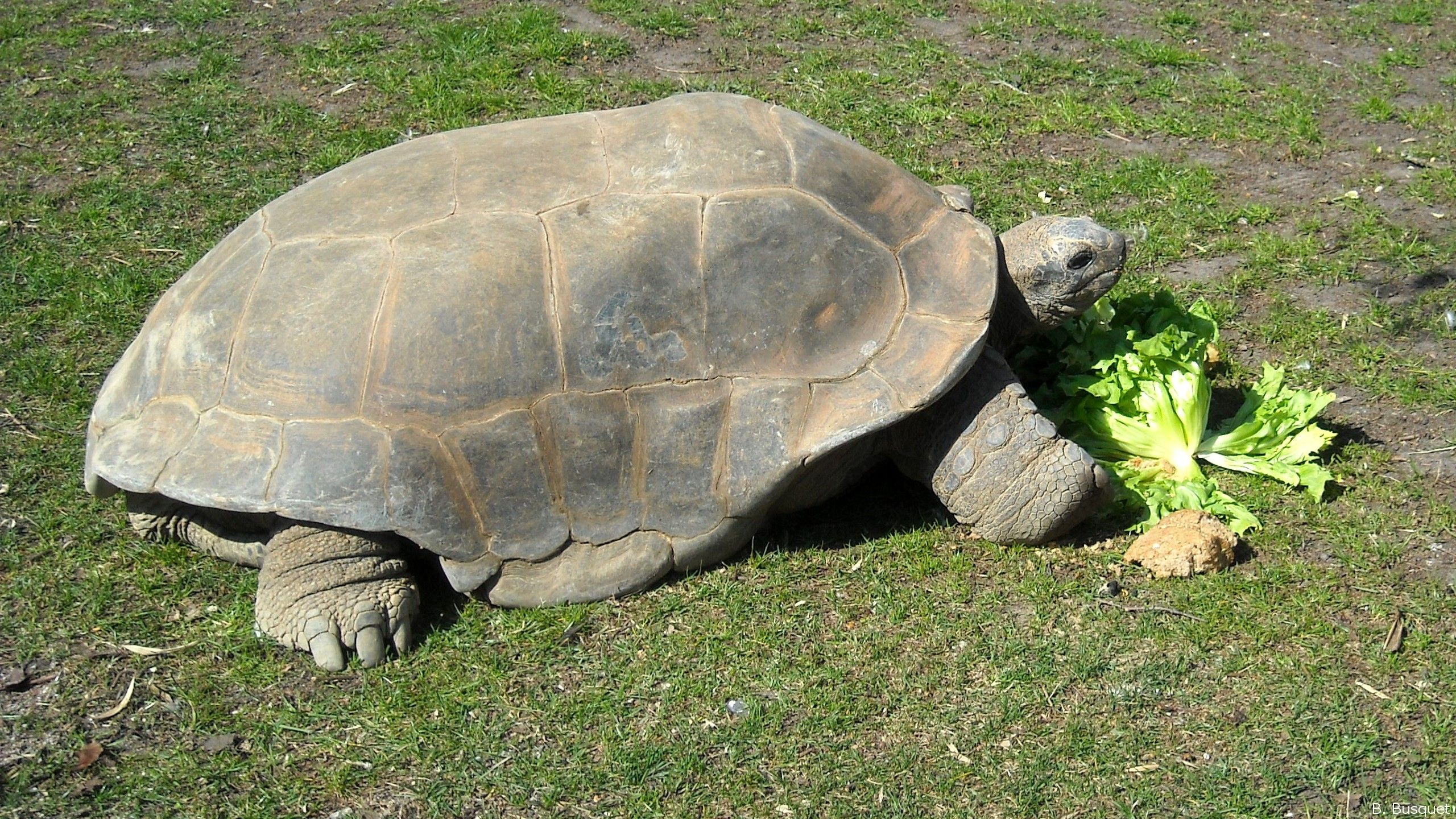 Turtles's HD Wallpaper