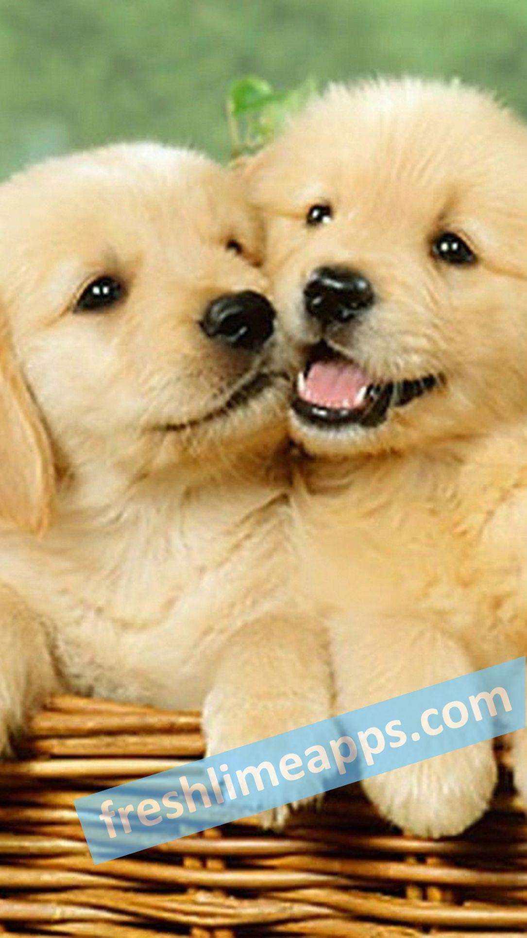 Cute Dogs HD Wallpaper for Android
