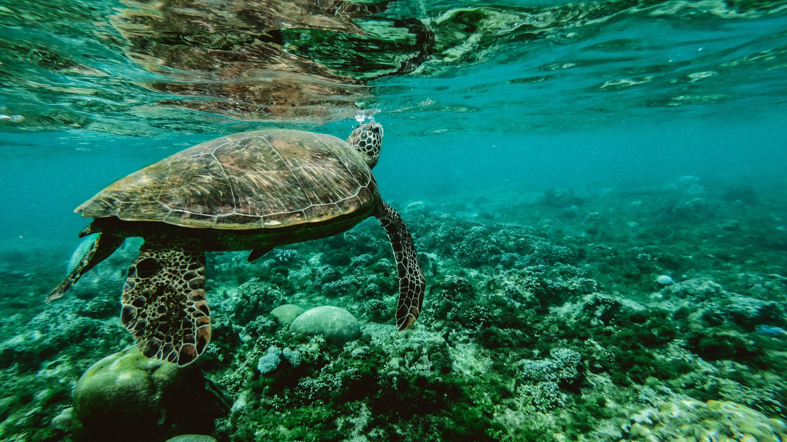 Turtle Underwater 1440P Resolution HD 4k Wallpaper