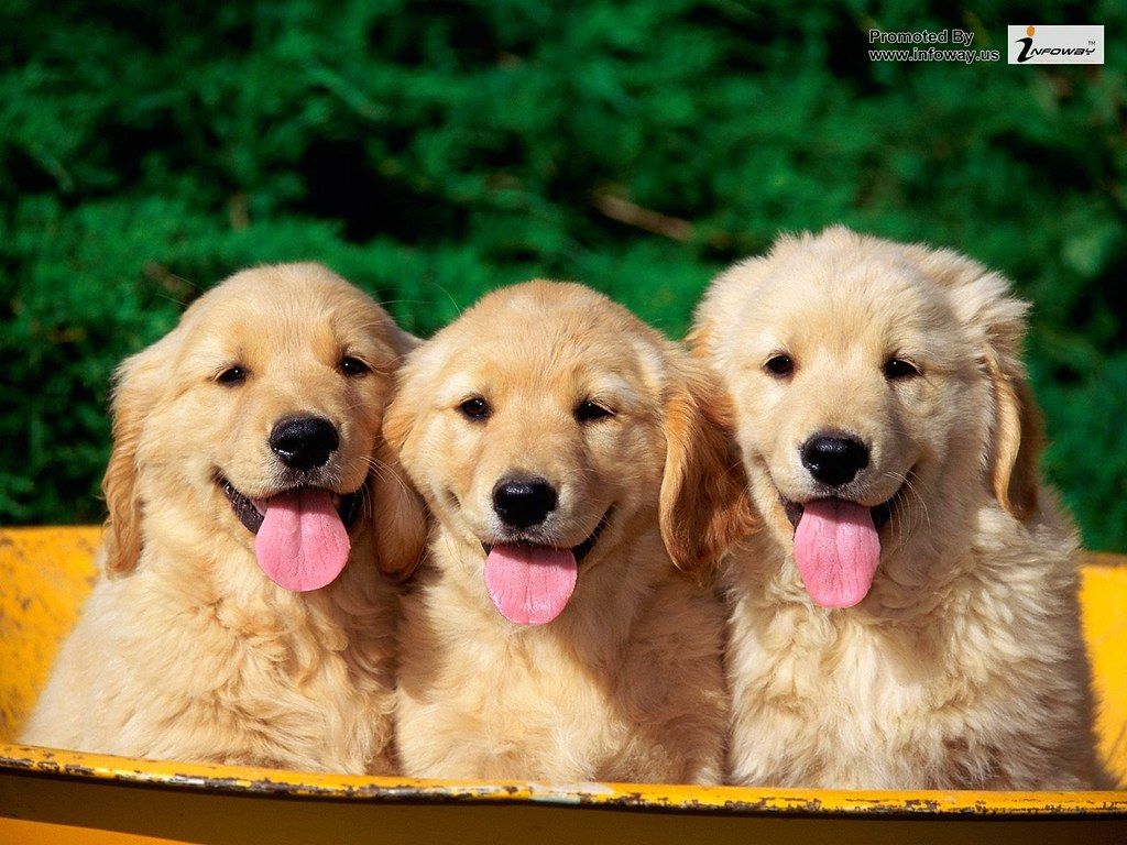 hd wallpaper cute animal desktop wallpaper dogs