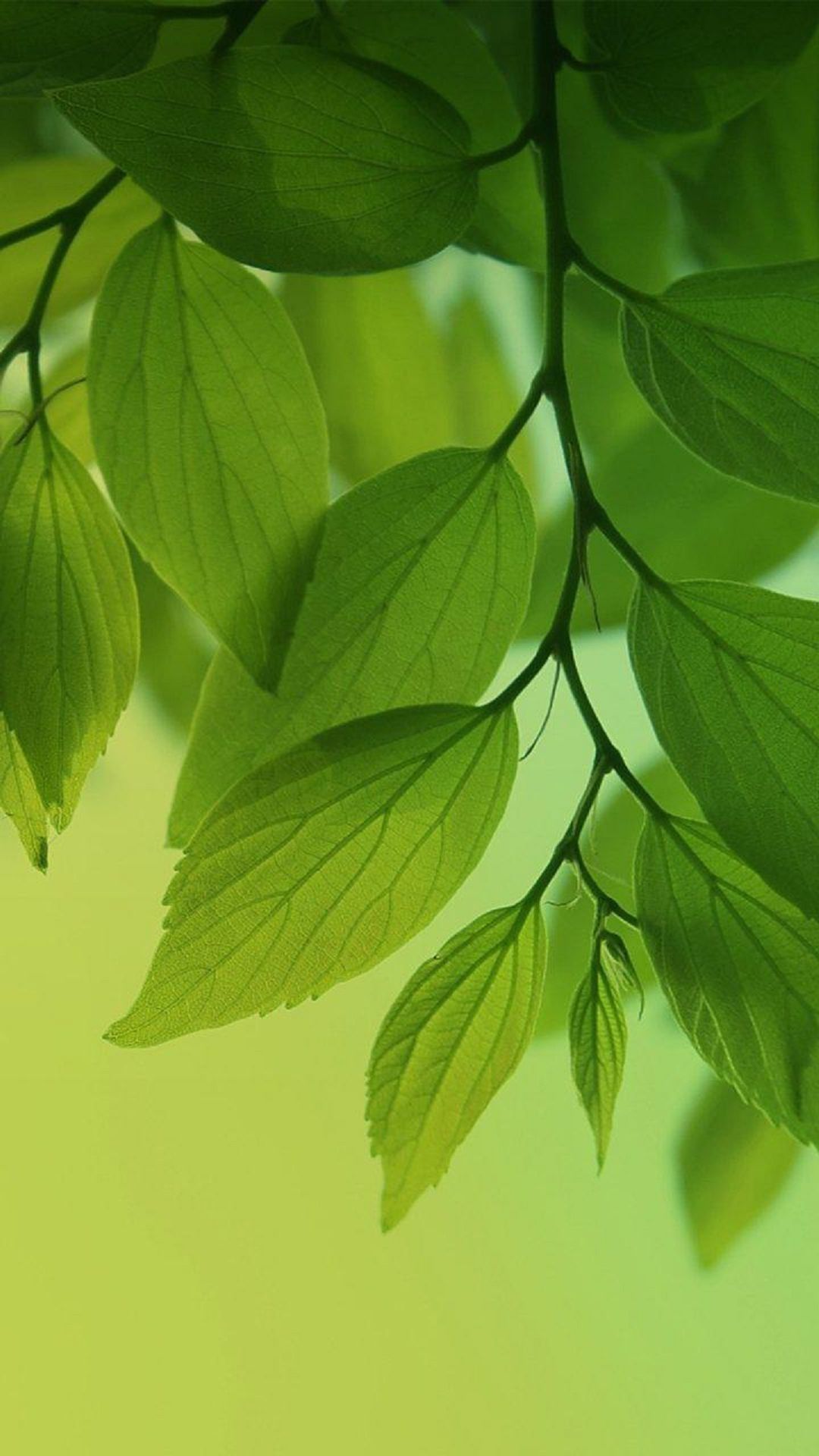 Green Leaves Wallpaper