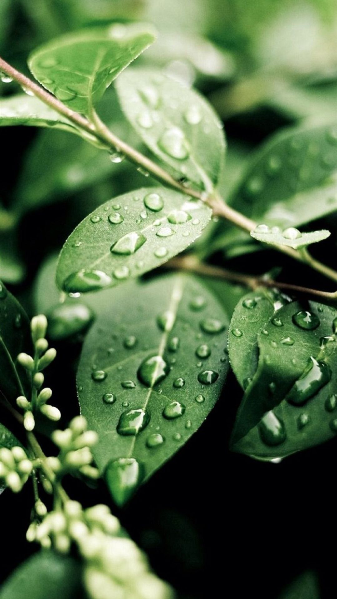 Macro Water On Green Leaves Android Wallpaper free download