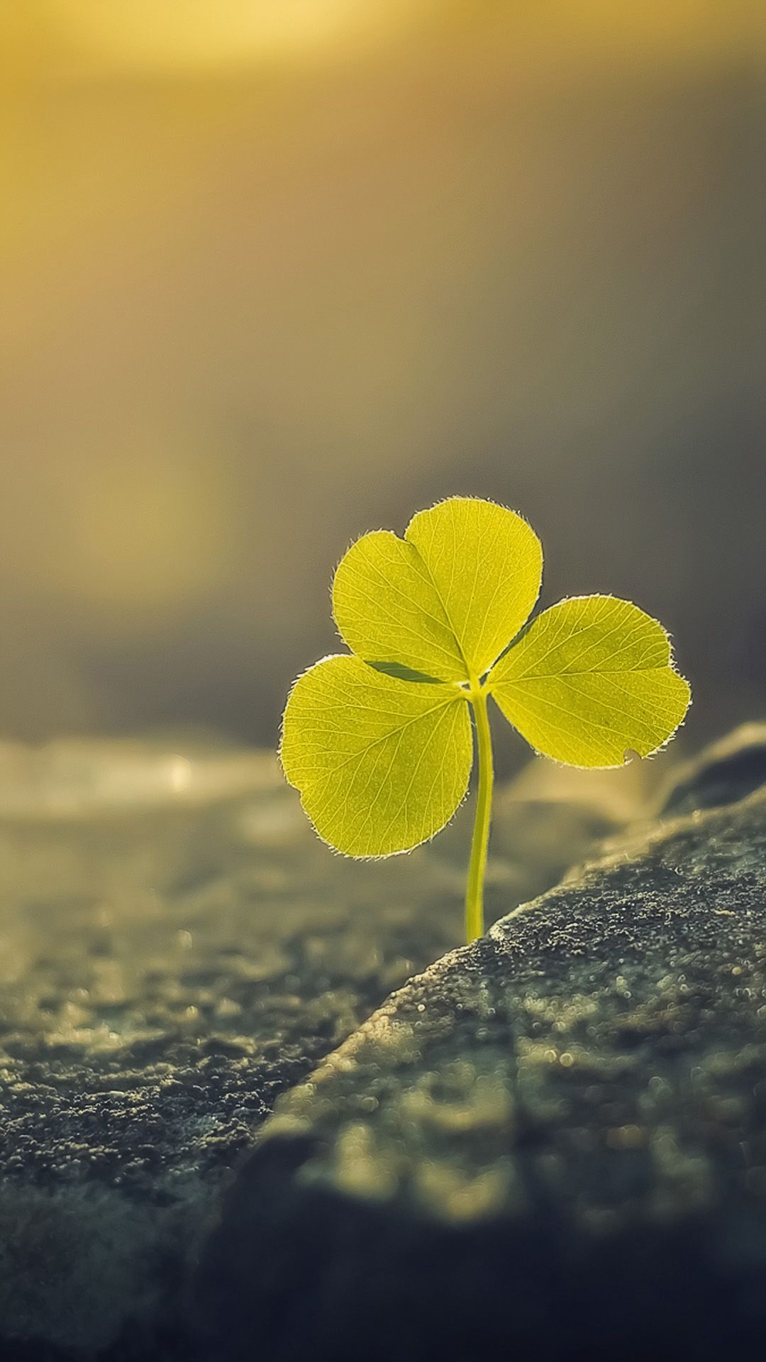 Three Leaf Clover Sunlight Macro Android Wallpaper free download