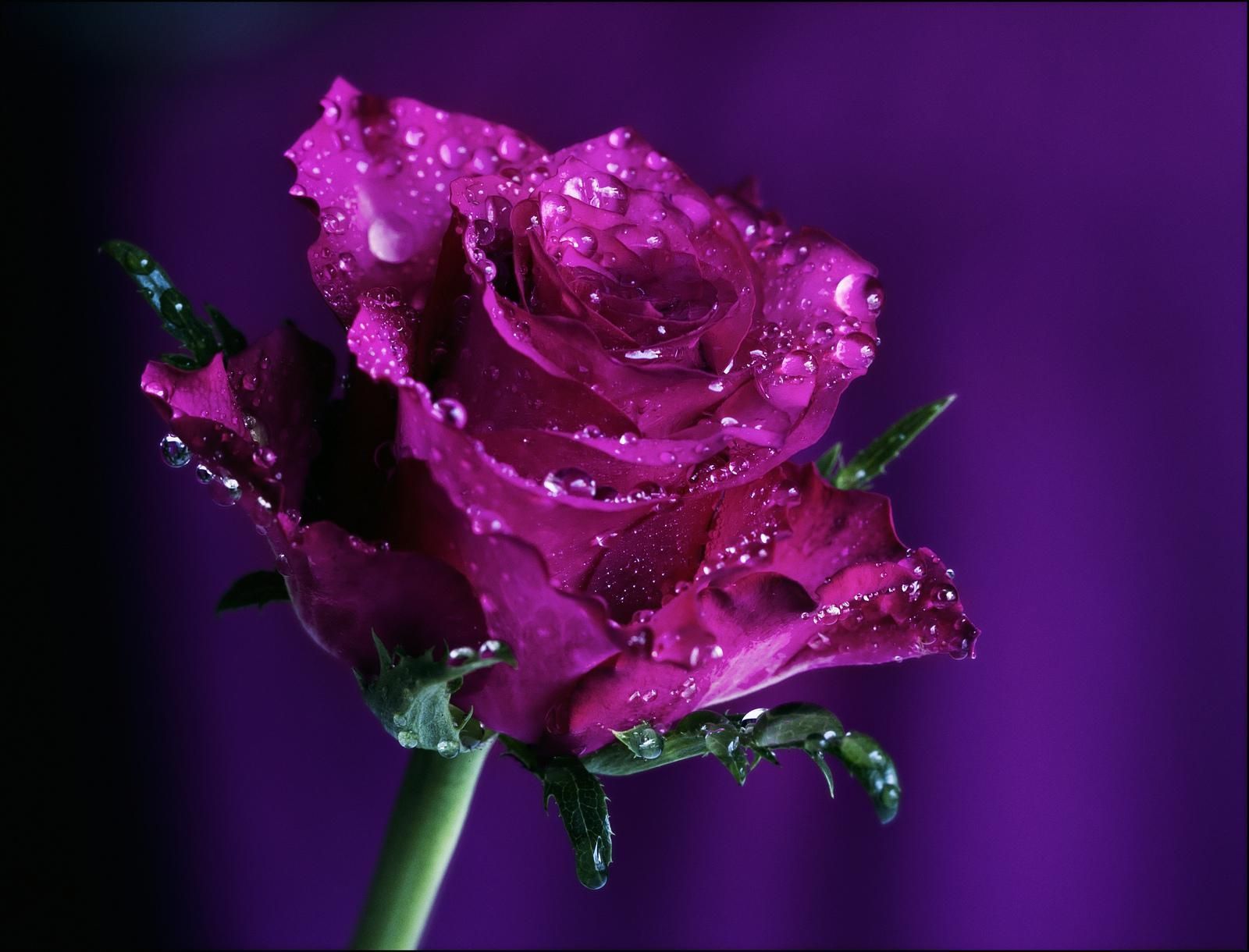 purple rose wallpapers wallpaper cave on purple roses background
