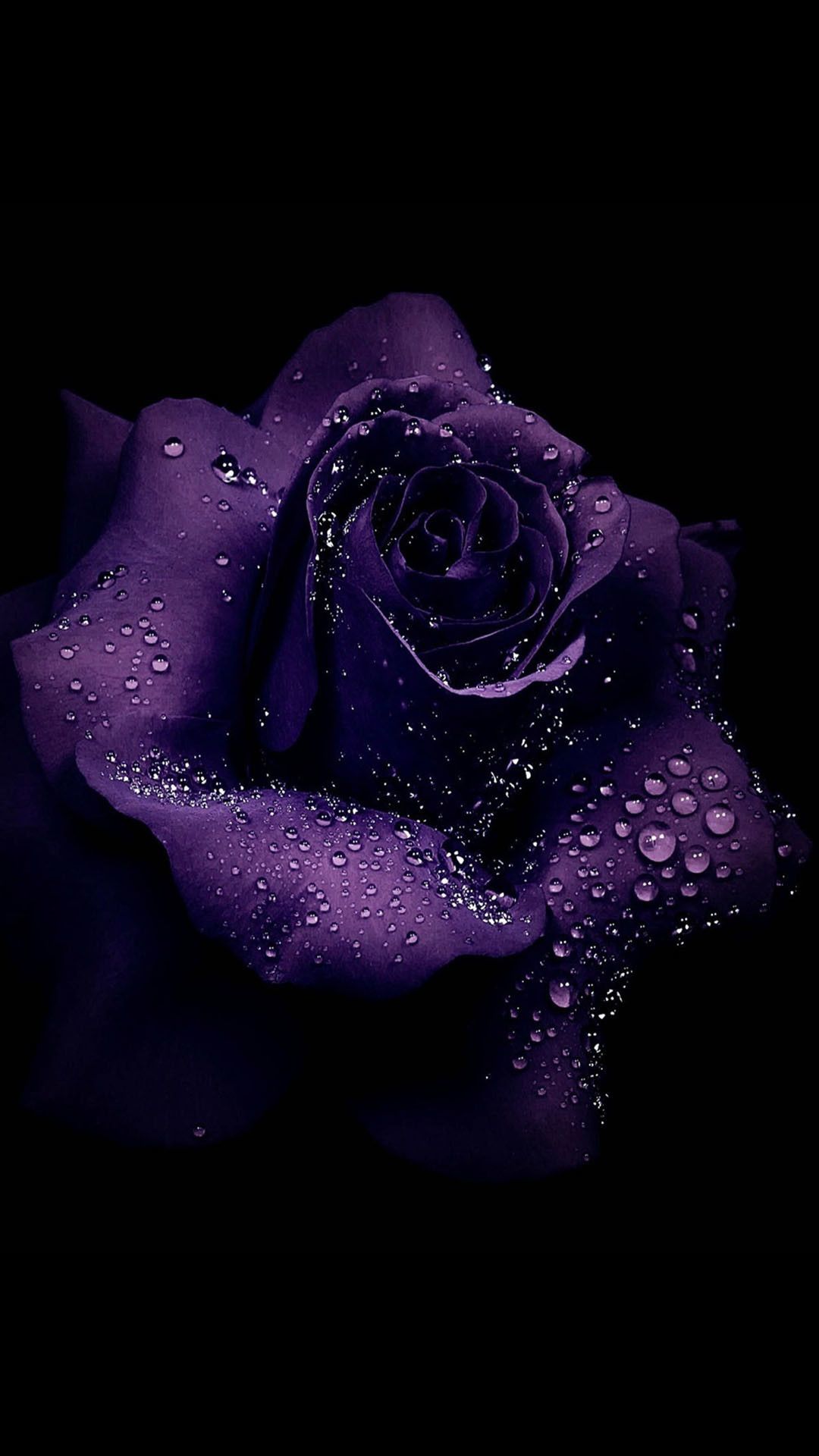 Purple Rose Wallpaper Free Purple Rose Background