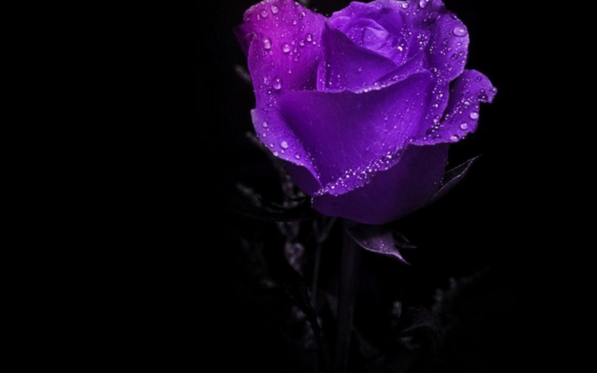 purple rose wallpaper for desktop