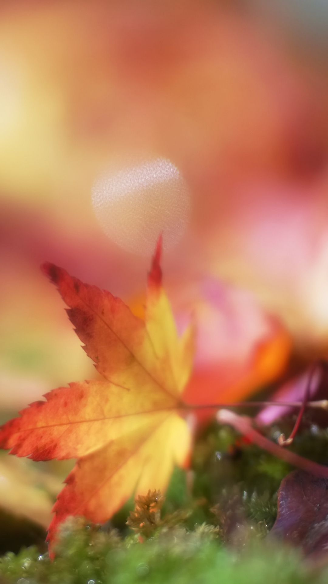 Bokeh Autumn Maple Leaf Android Wallpaper free download