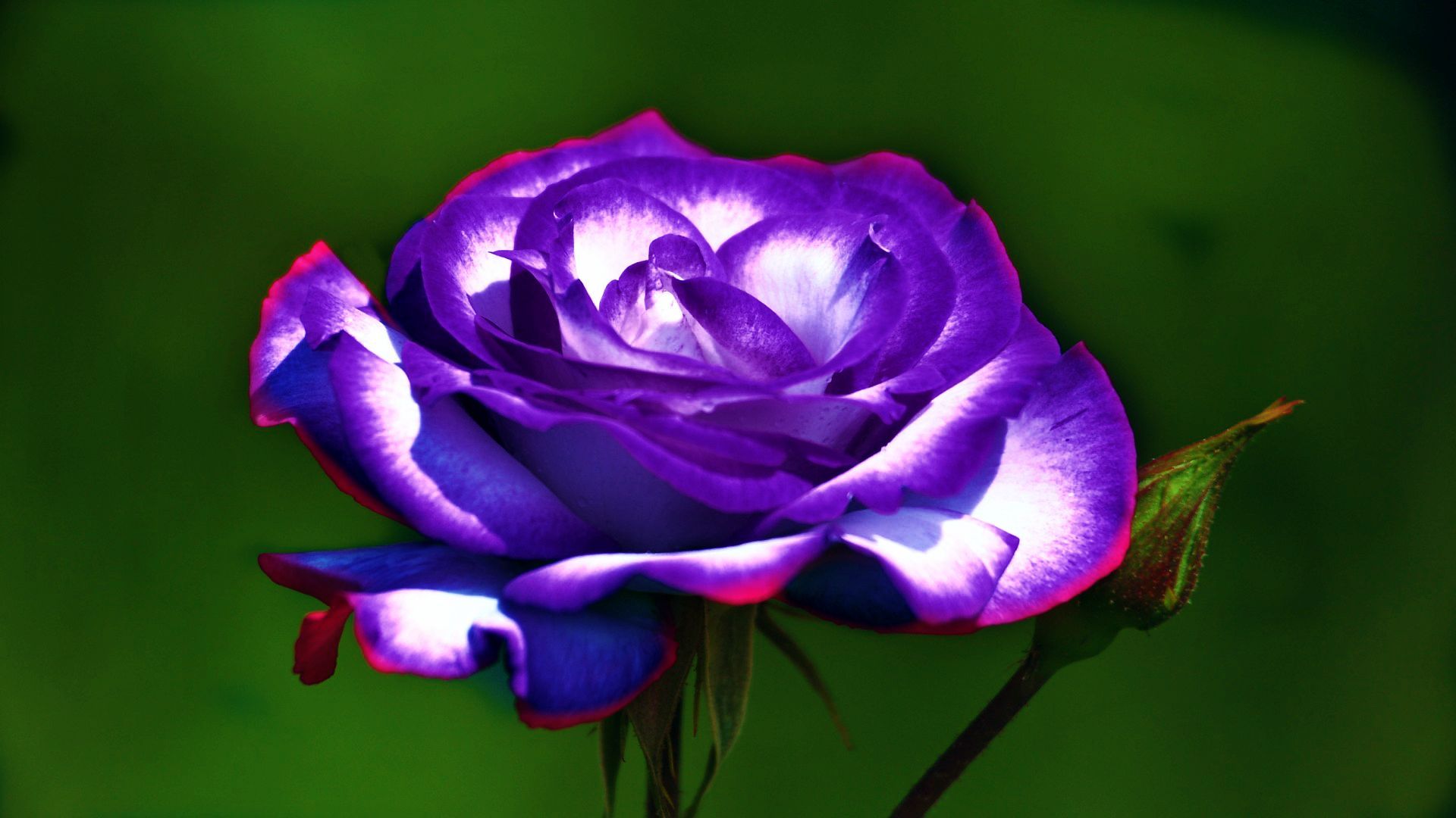 Purple Rose Background Wallpaper. Purple Rose HD wallpaper