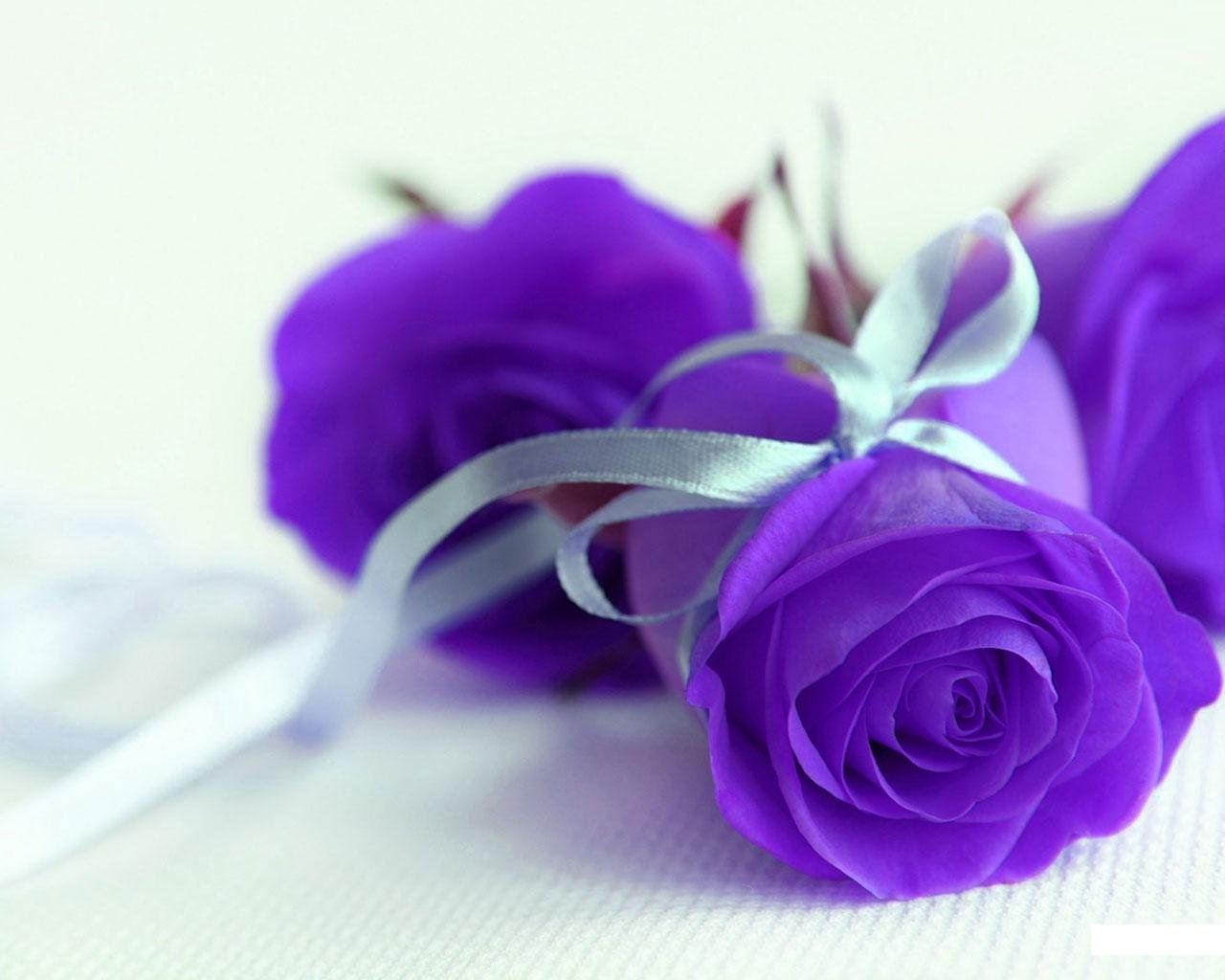 Desktop Wallpaper Purple Roses