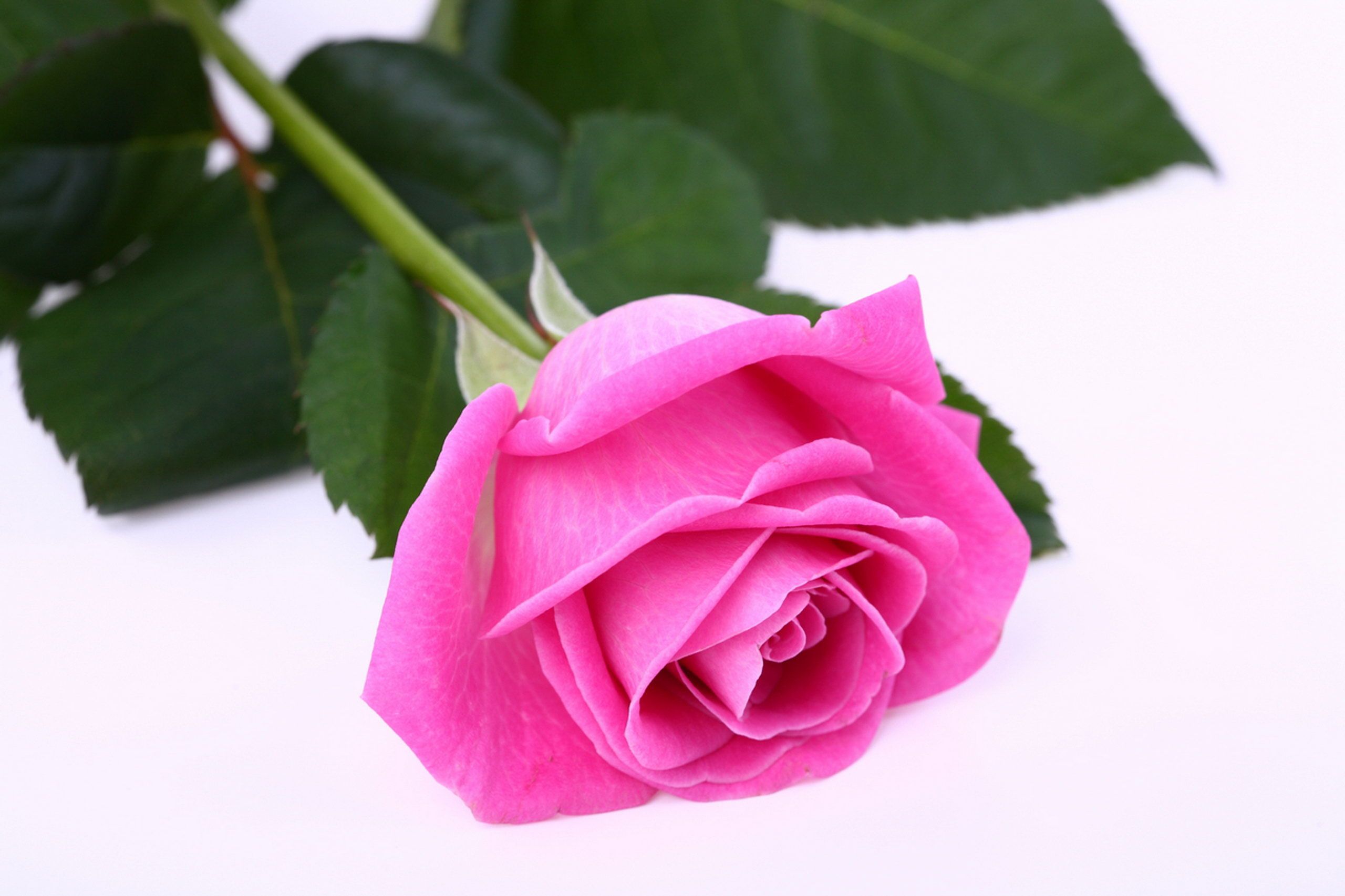 Bella Soft Pink Flower Rose Bloom 3D Effect Floral Designer Wallpaper