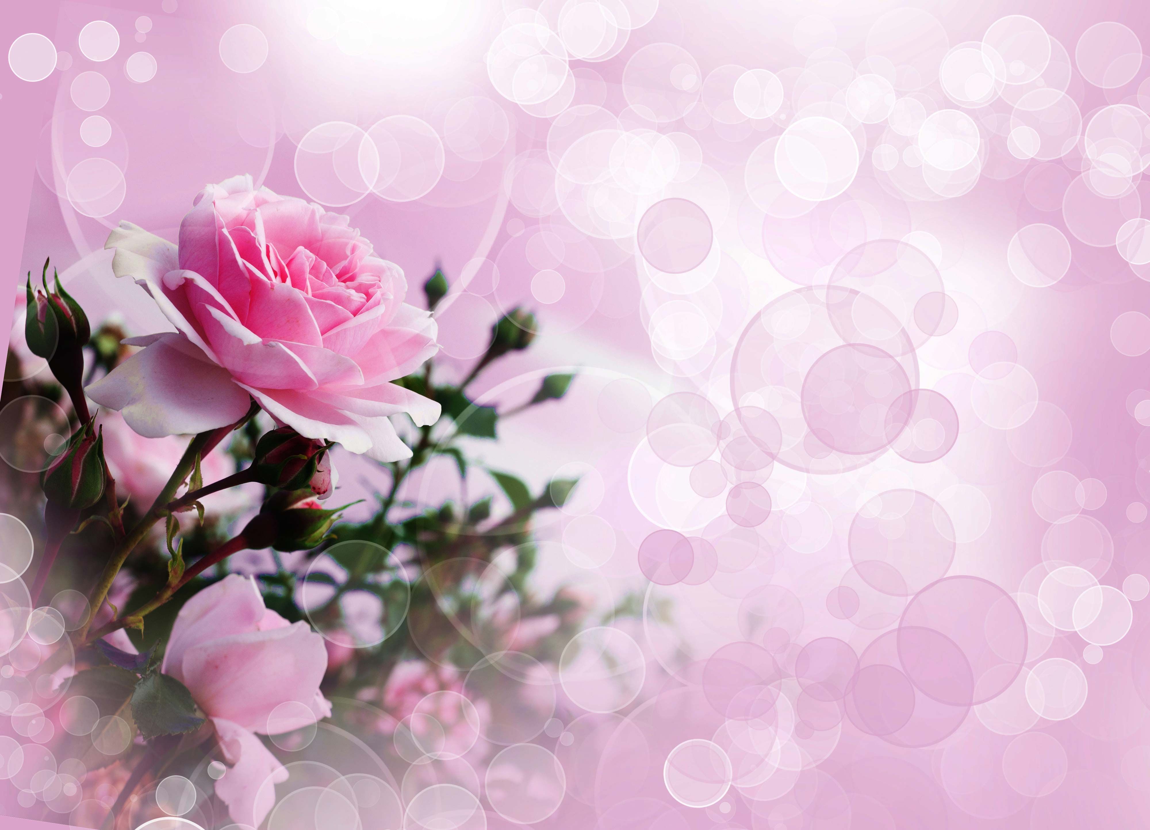 Pink Rose Wallpaper - Pink rose picture, Pink roses background
