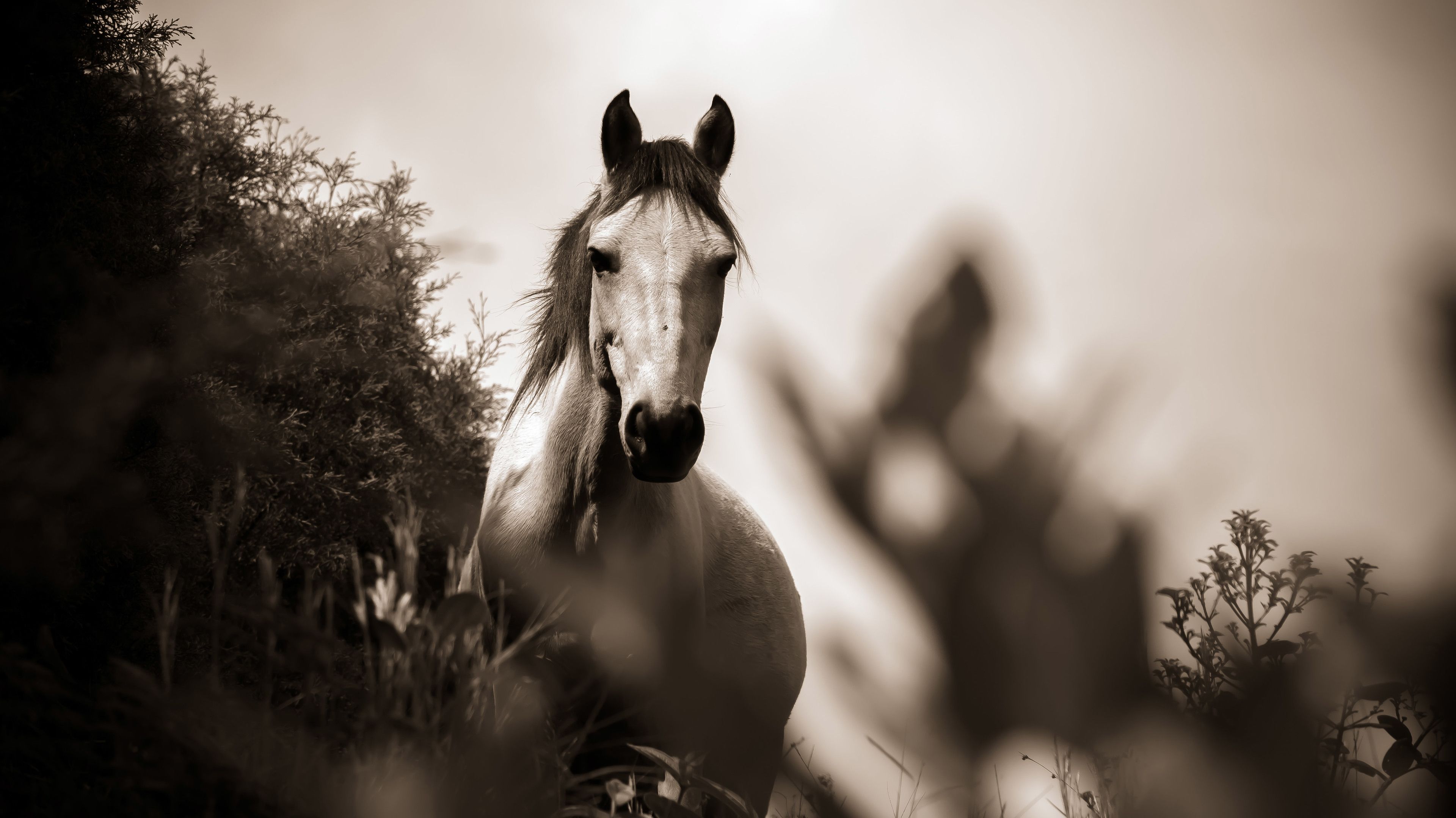 Wallpaper 4k Horse Grayscale Wallpaper