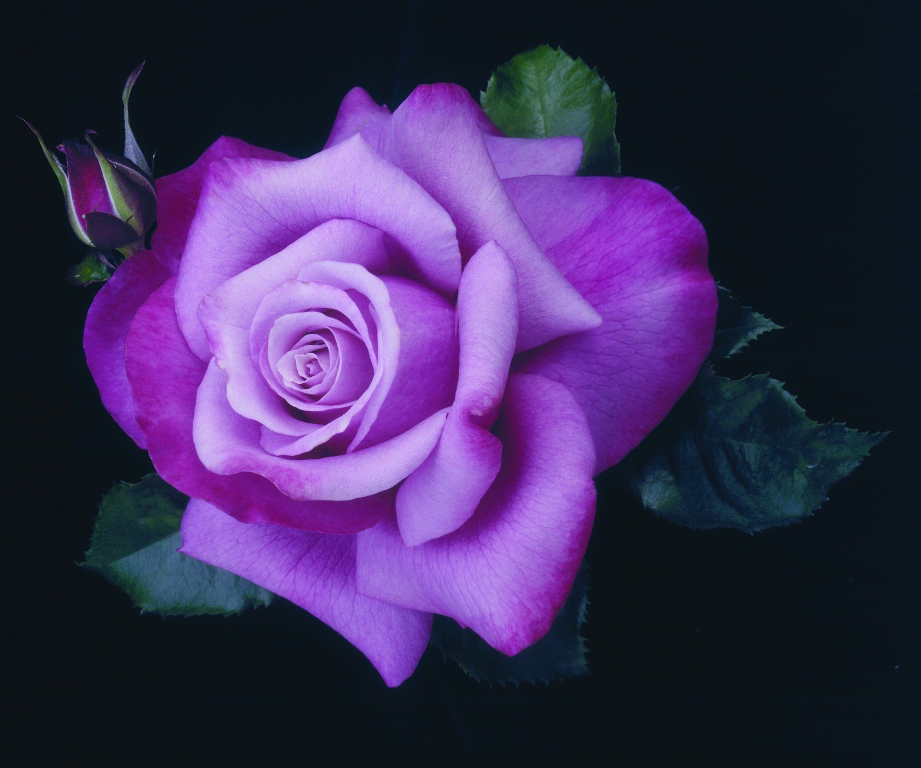 Beautiful Wallpaper Purple Rose