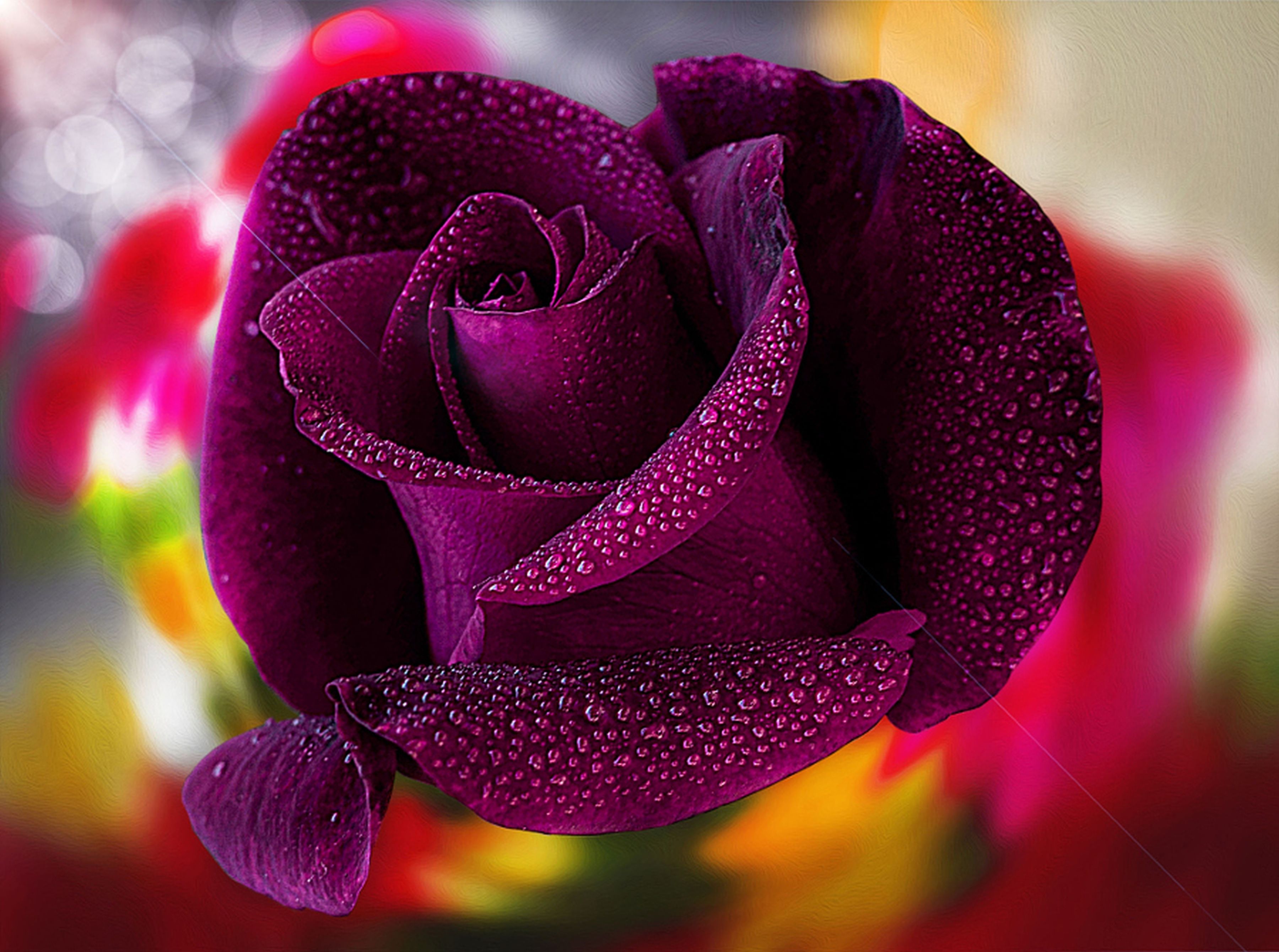 Purple rose live wallpaper APK for Android Download