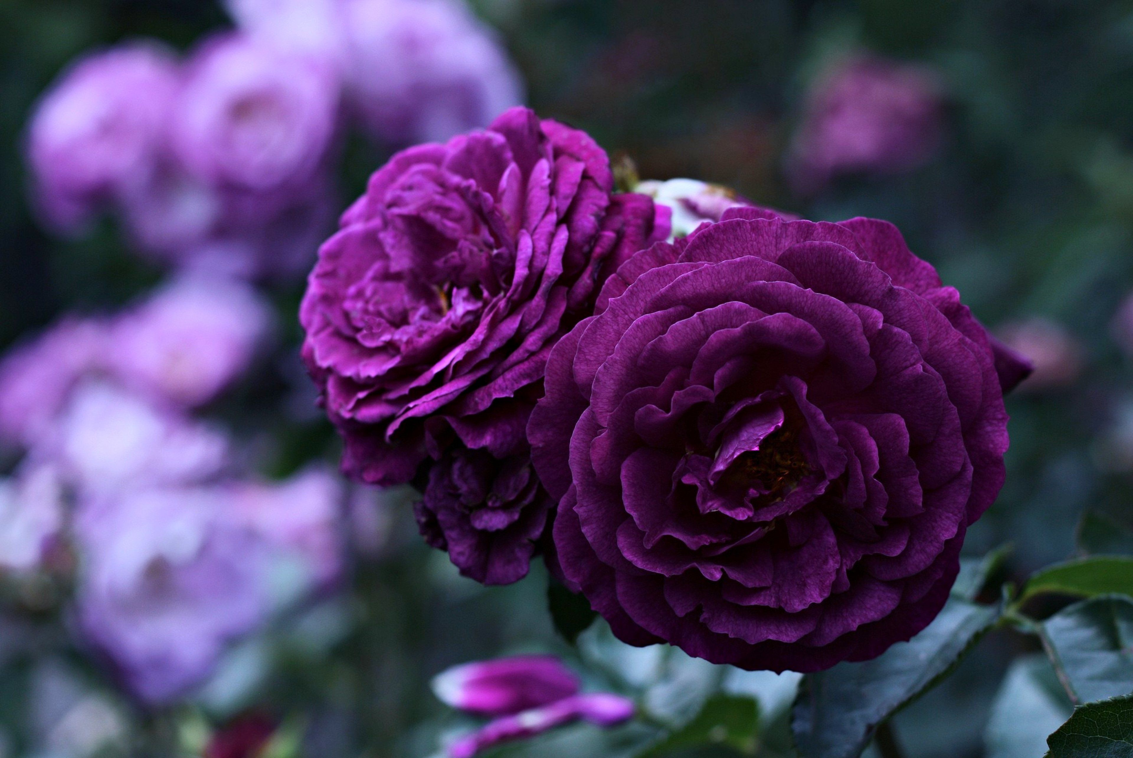 flower, , Life, , Love, , Rose, , Purple, , Violet Wallpaper HD
