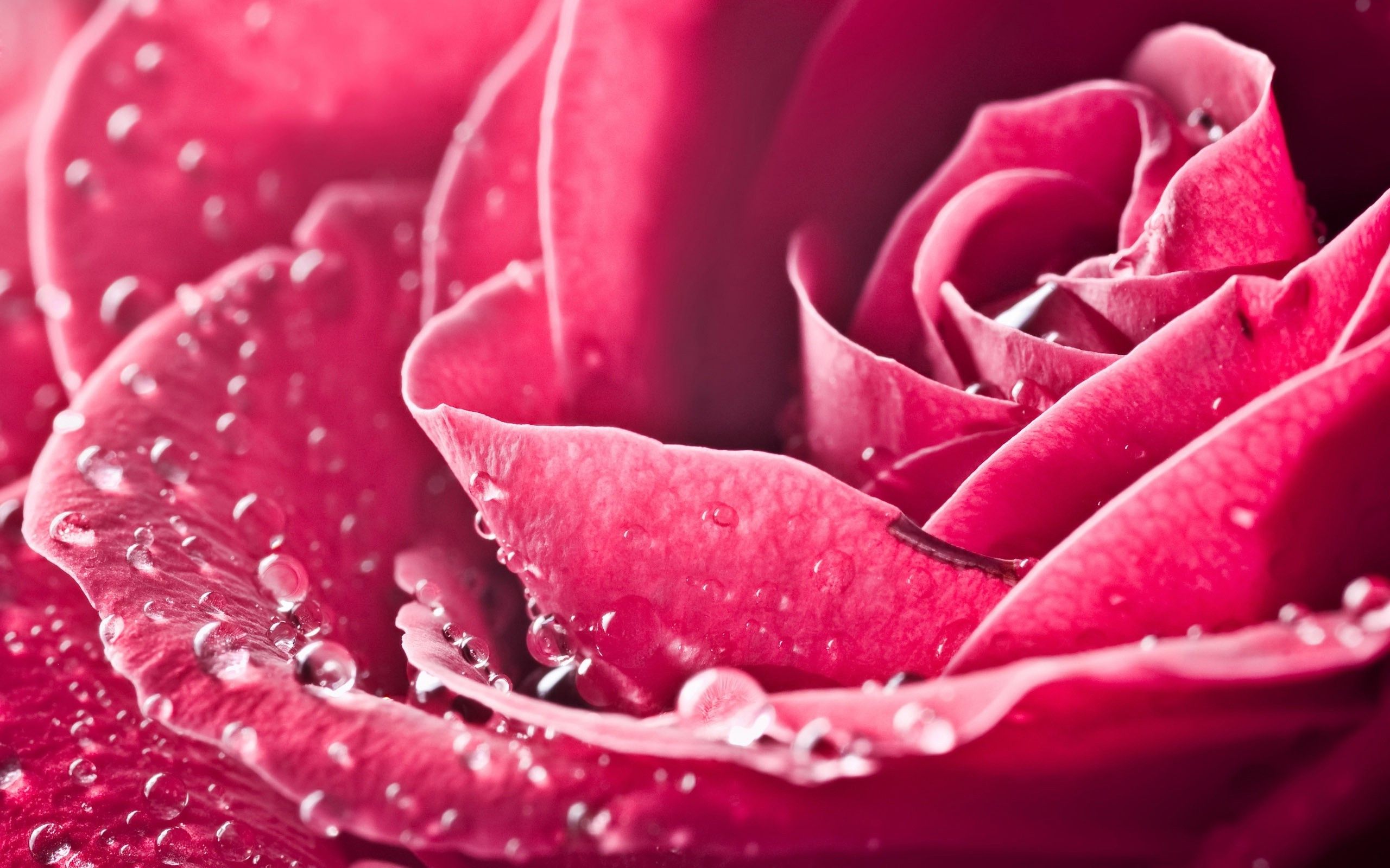 HD Pink Roses Wallpaper