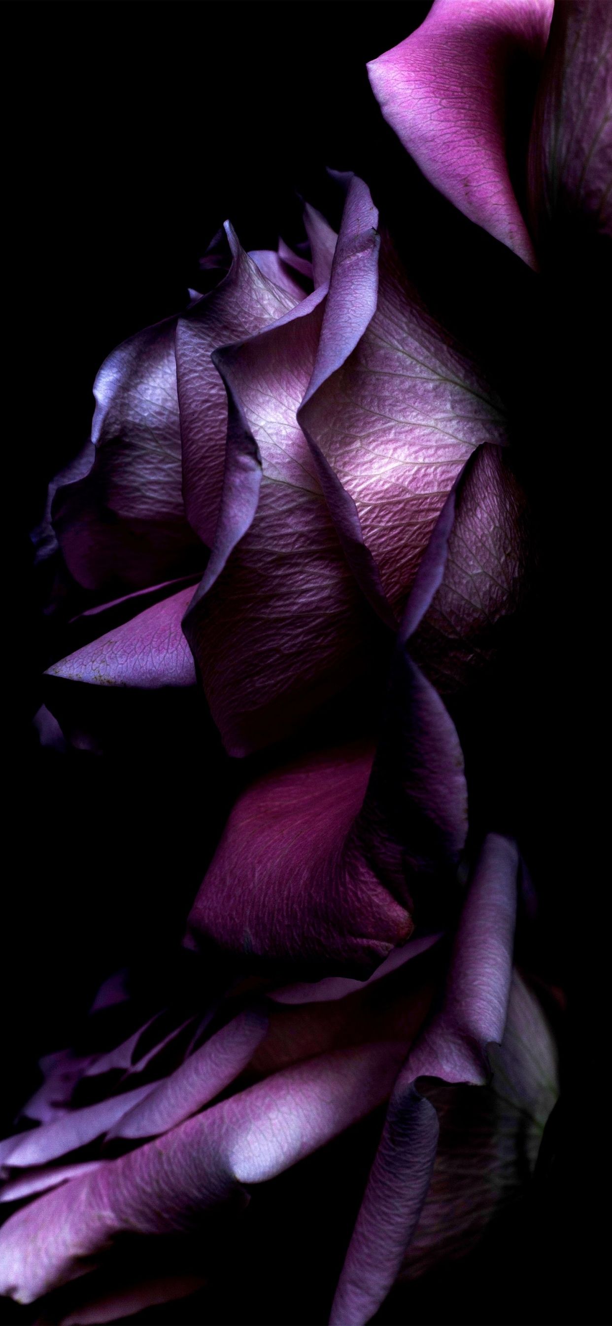 Purple Rose HD Wallpapers - Wallpaper Cave