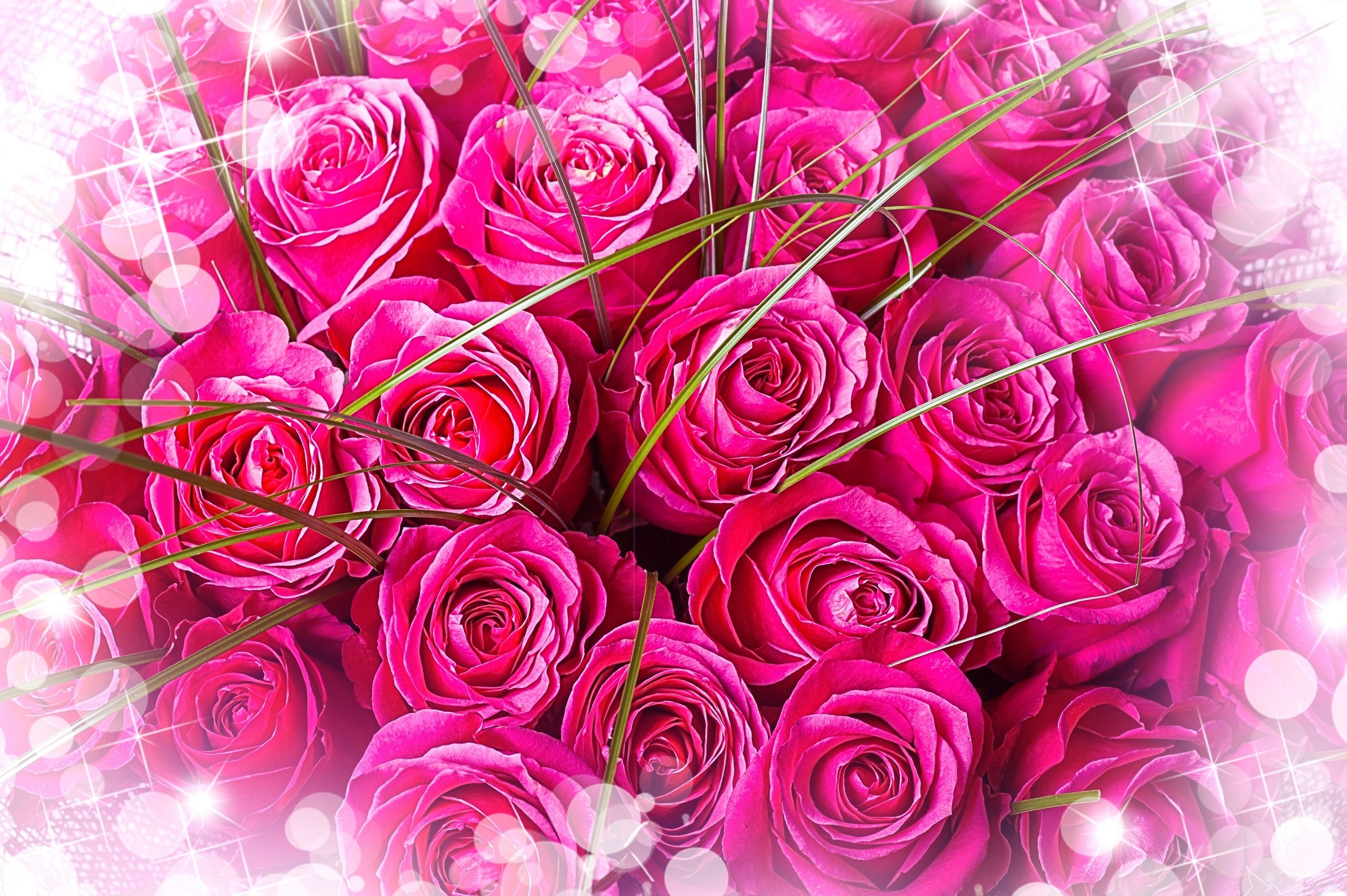 Wallpaper Pink Roses, Bouquet, Beautiful, HD, Flowers