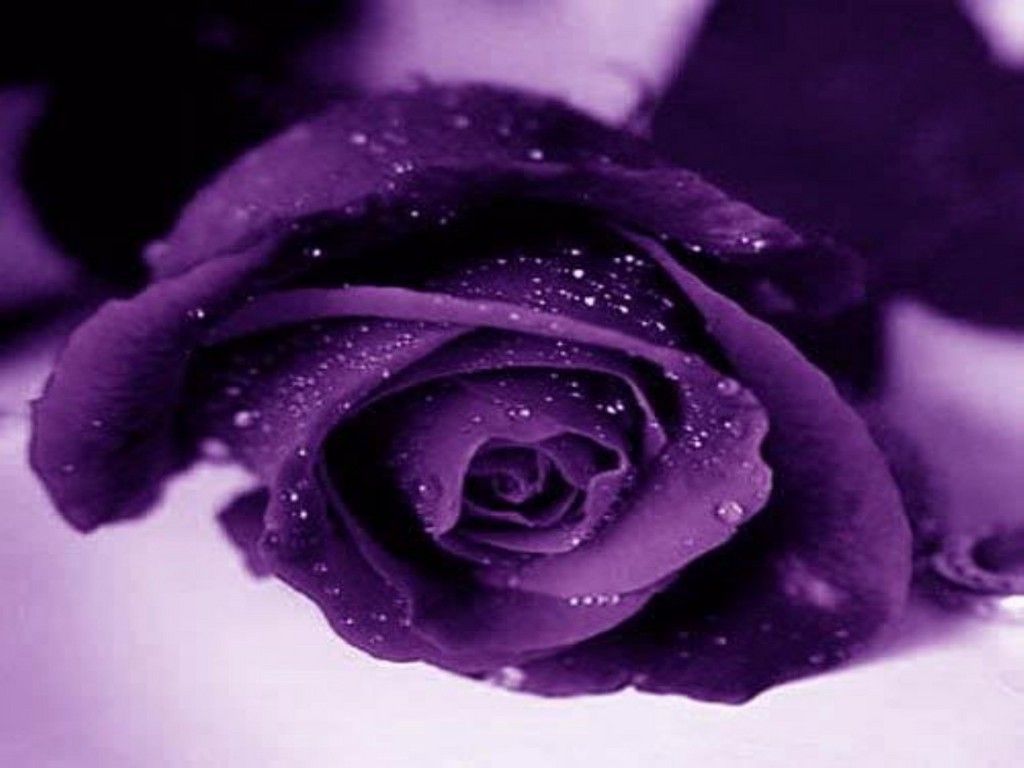 Purple Roses wallpaperx768