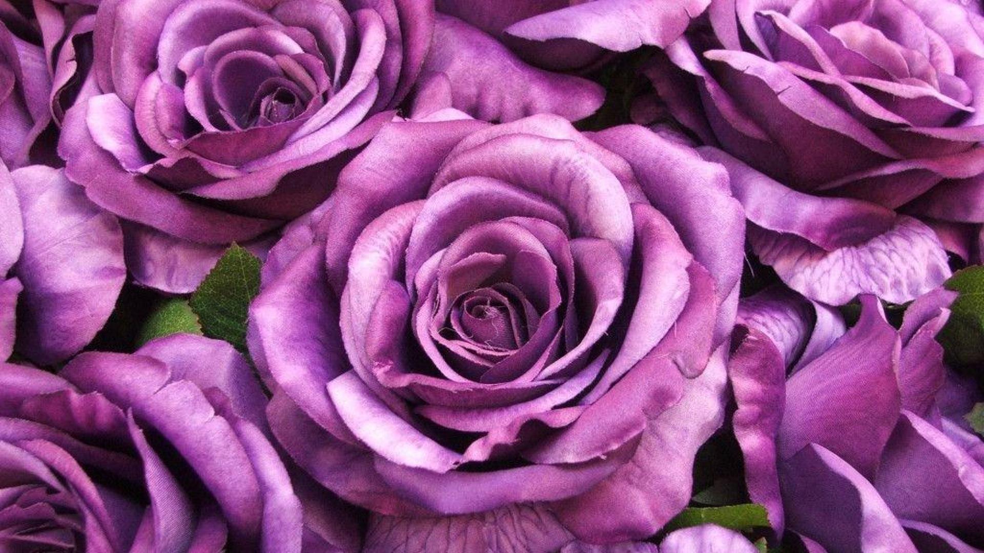 purple rose wallpaper for desktop full size