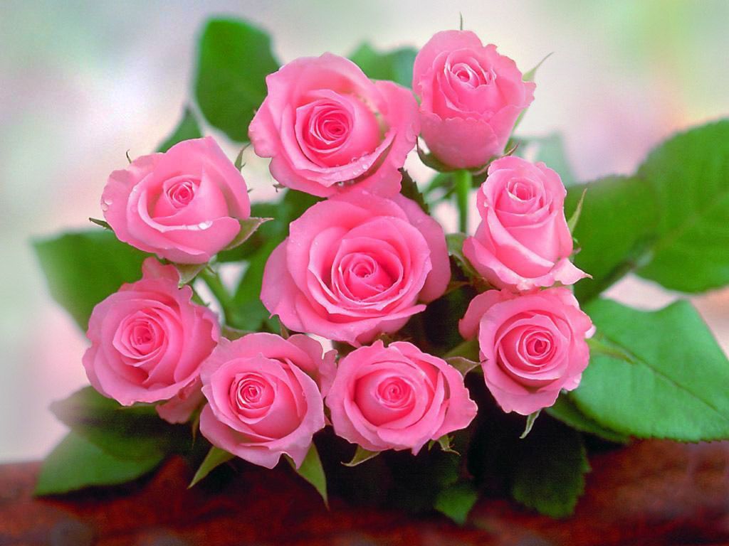 Artline, Feel The Creation!: Beautiful Lovely Pink Roses HD wallpaper