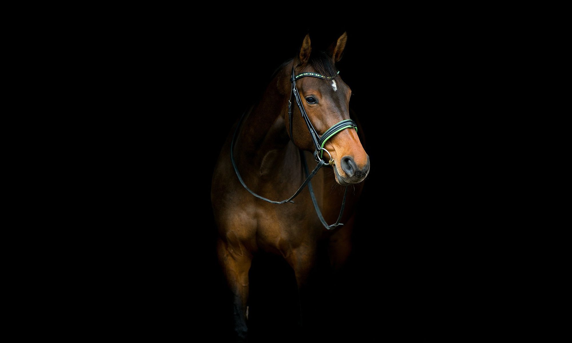 horse dark animals photo background HD wallpaper jpg 552 - Black Horse HD Wallpaper