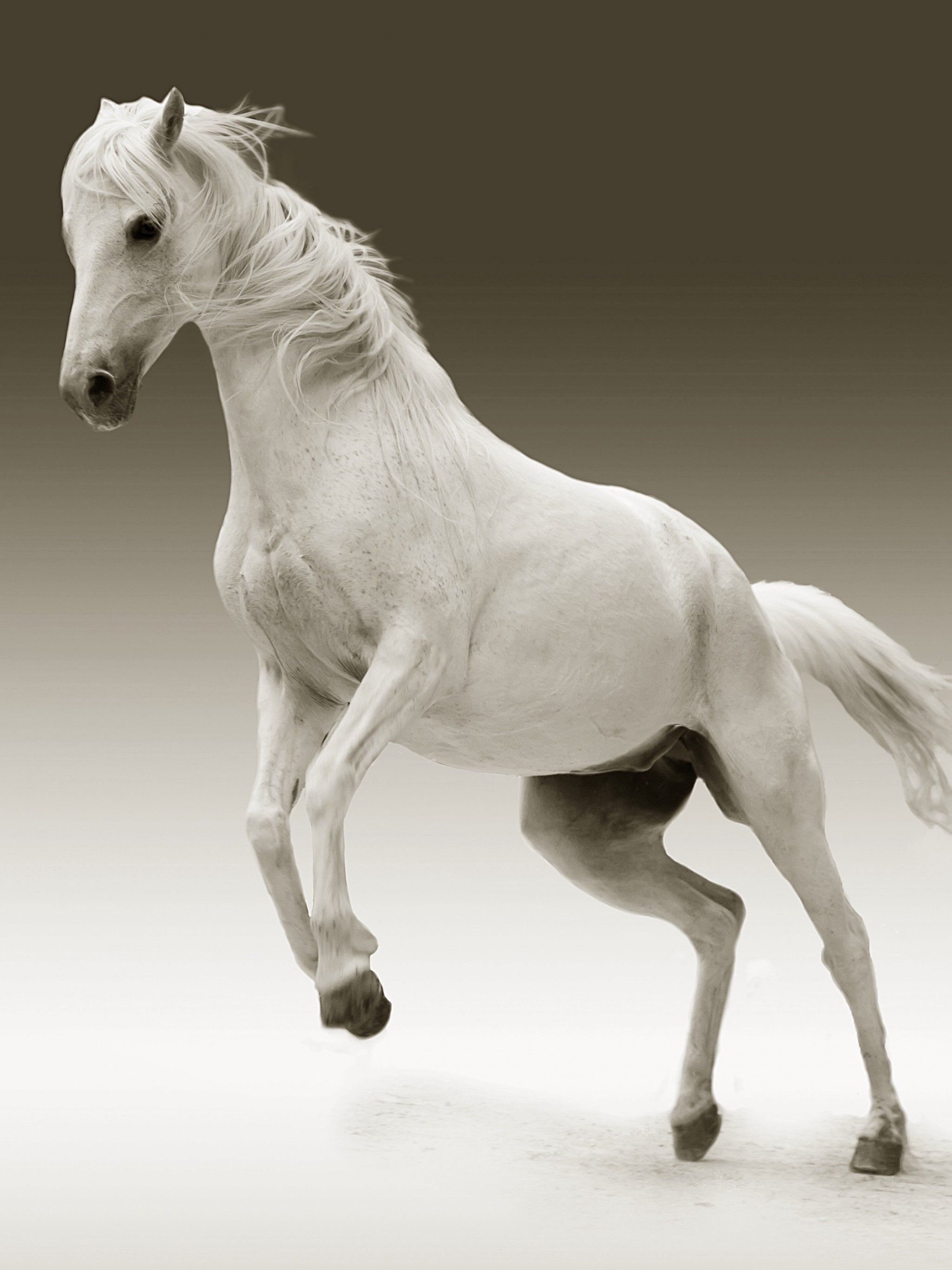 White Horse Wallpaper, Android