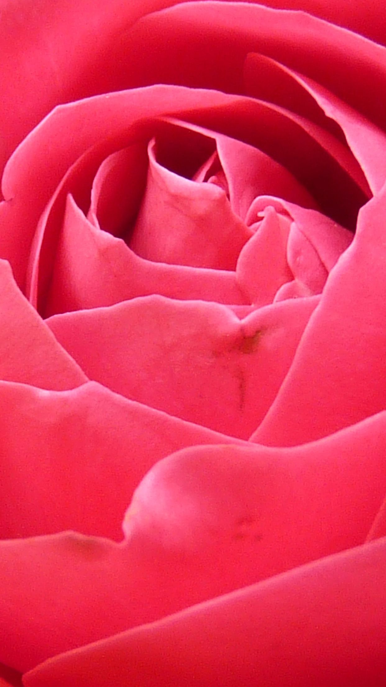 Pink Rose Petals Close Up Flowers iPhone HD Wallpaper HD