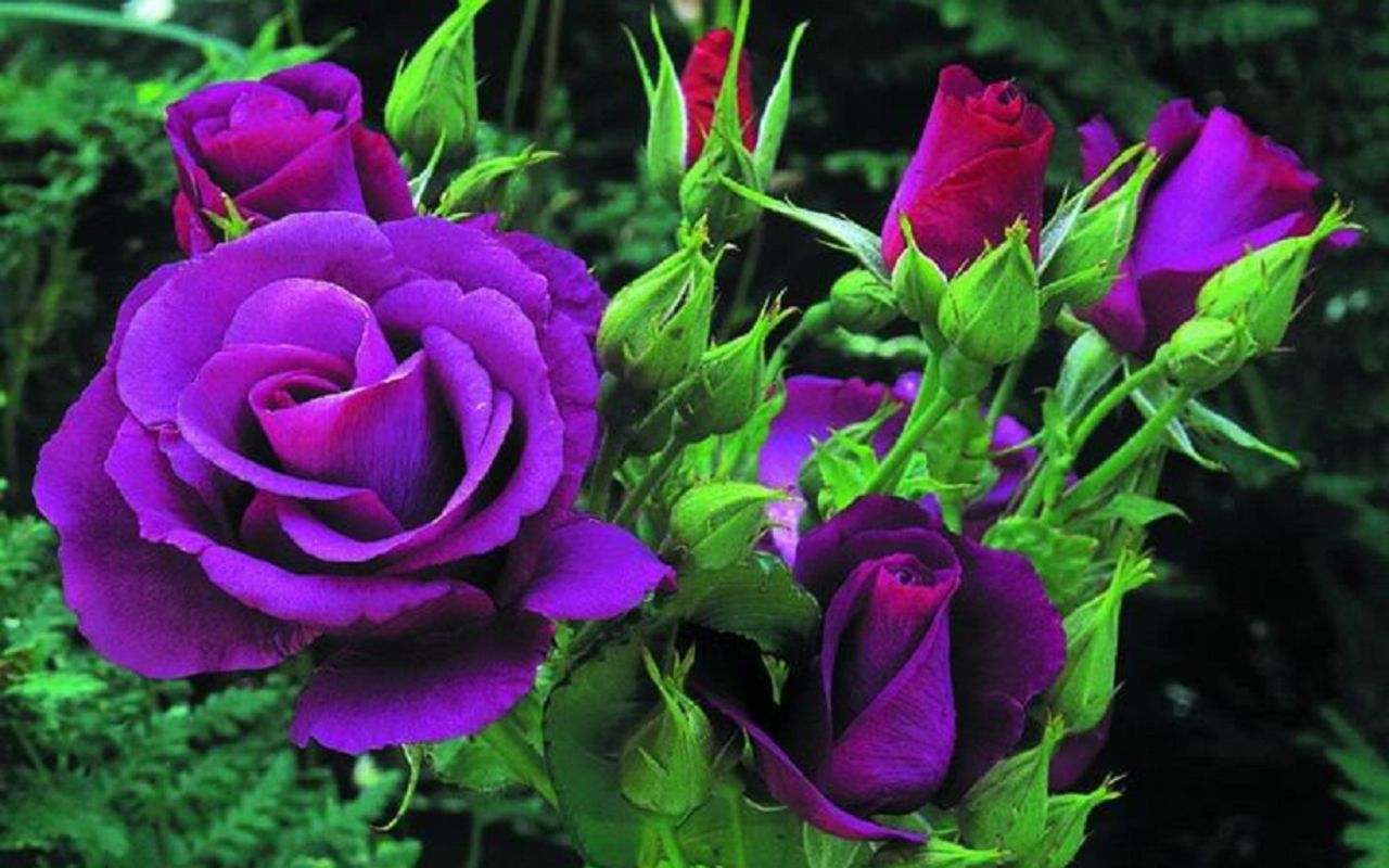 HD Purple Roses Wallpaper