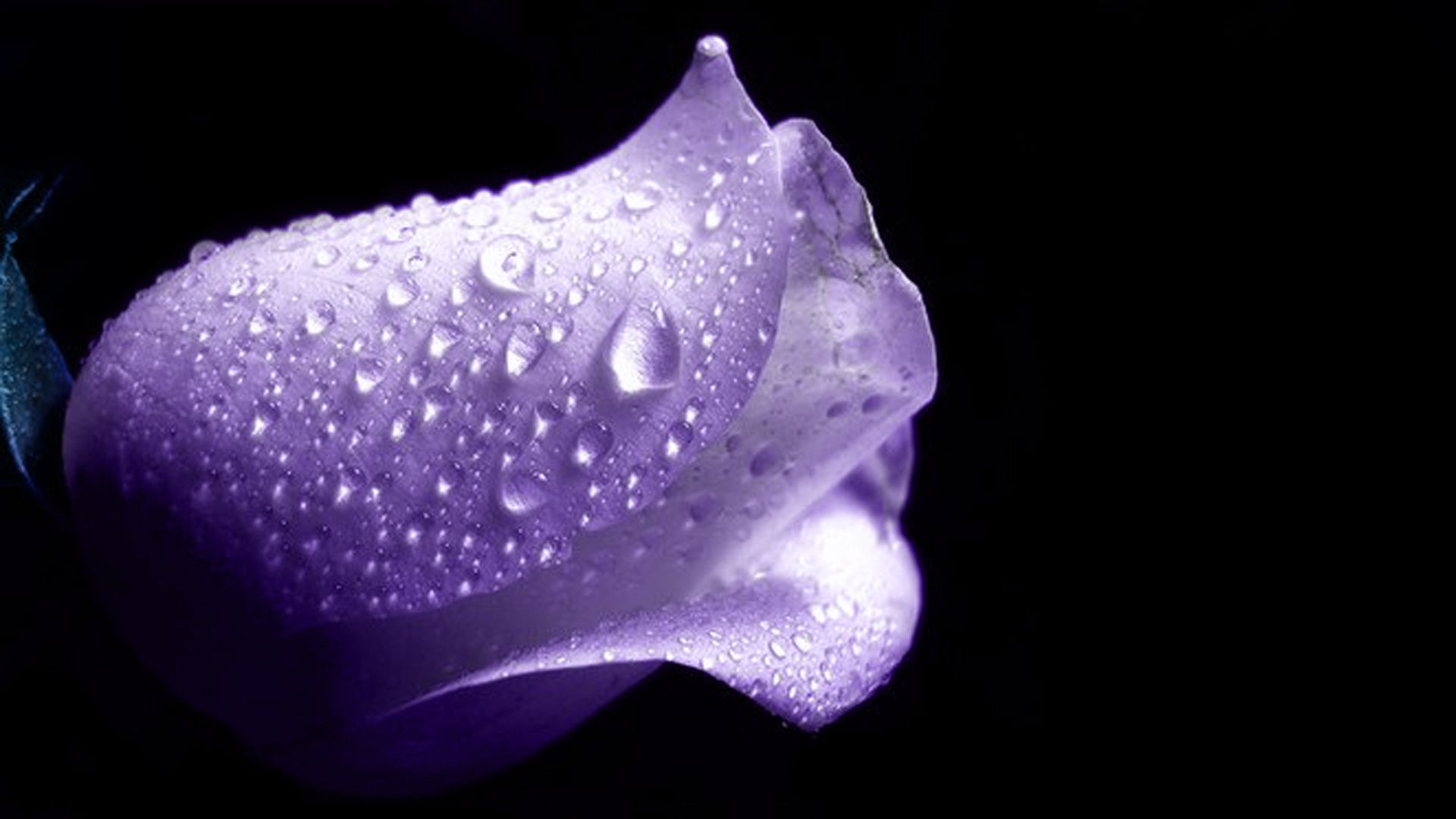 3D Abstract Purple Rose Wallpaper