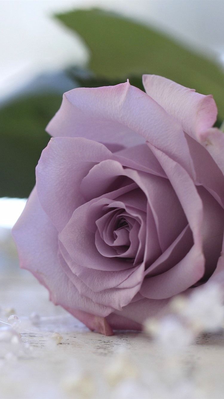 Wallpaper Purple rose, beads 1920x1440 HD Picture, Image