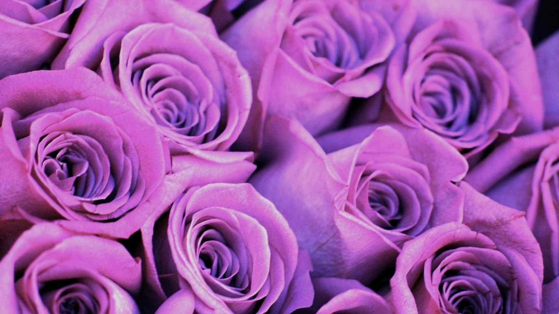Free download Purple Rose HD Wallpaper [1920x1200]
