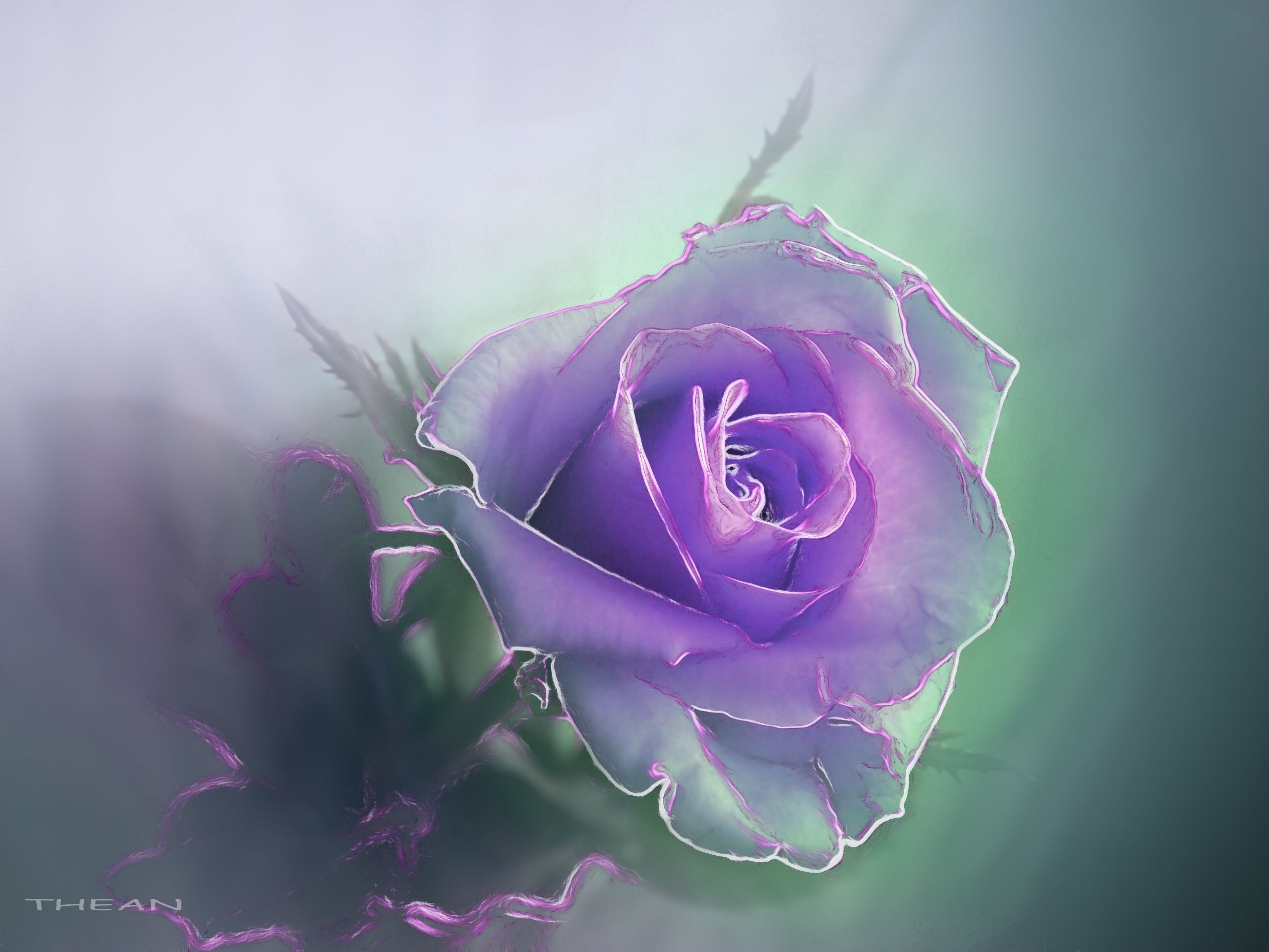 Violet Rose HD Wallpaper
