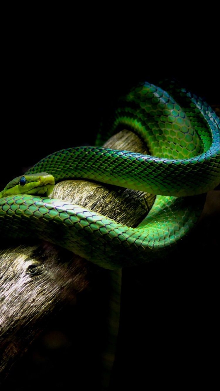 Green Snake, Black Background 750x1334 IPhone 8 7 6 6S Wallpaper