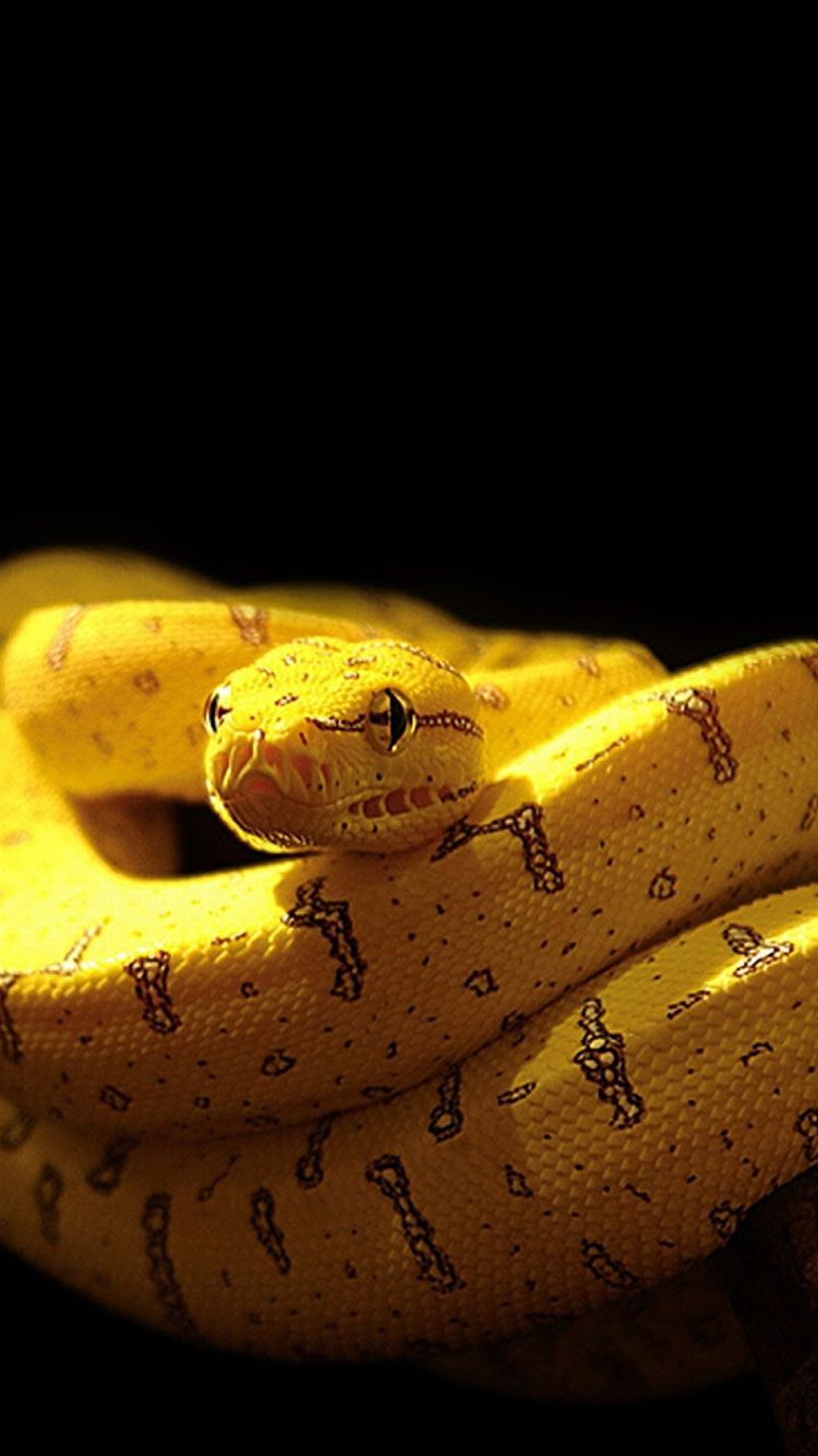 Snake iPhone Wallpaper Free Snake iPhone Background