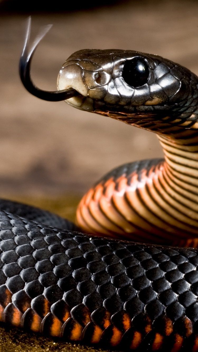 Black Snake, Viper 750x1334 IPhone 8 7 6 6S Wallpaper, Background